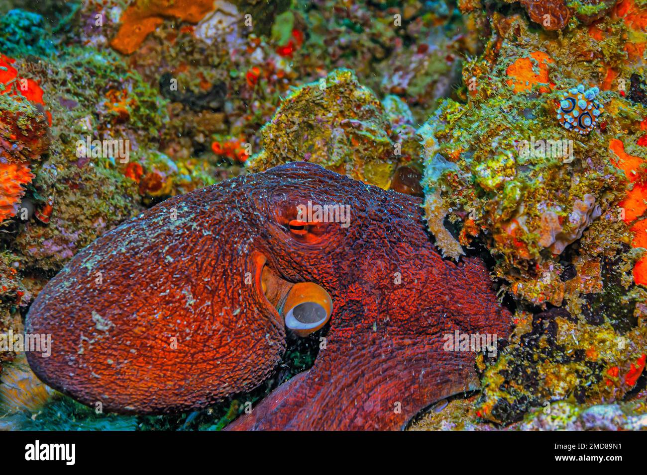 Amphioctopus marginatus, également connu sous le nom d'octopus de noix de coco et d'octopus veiné, est un céphalopode de taille moyenne appartenant au genre Amphioctopus. Banque D'Images