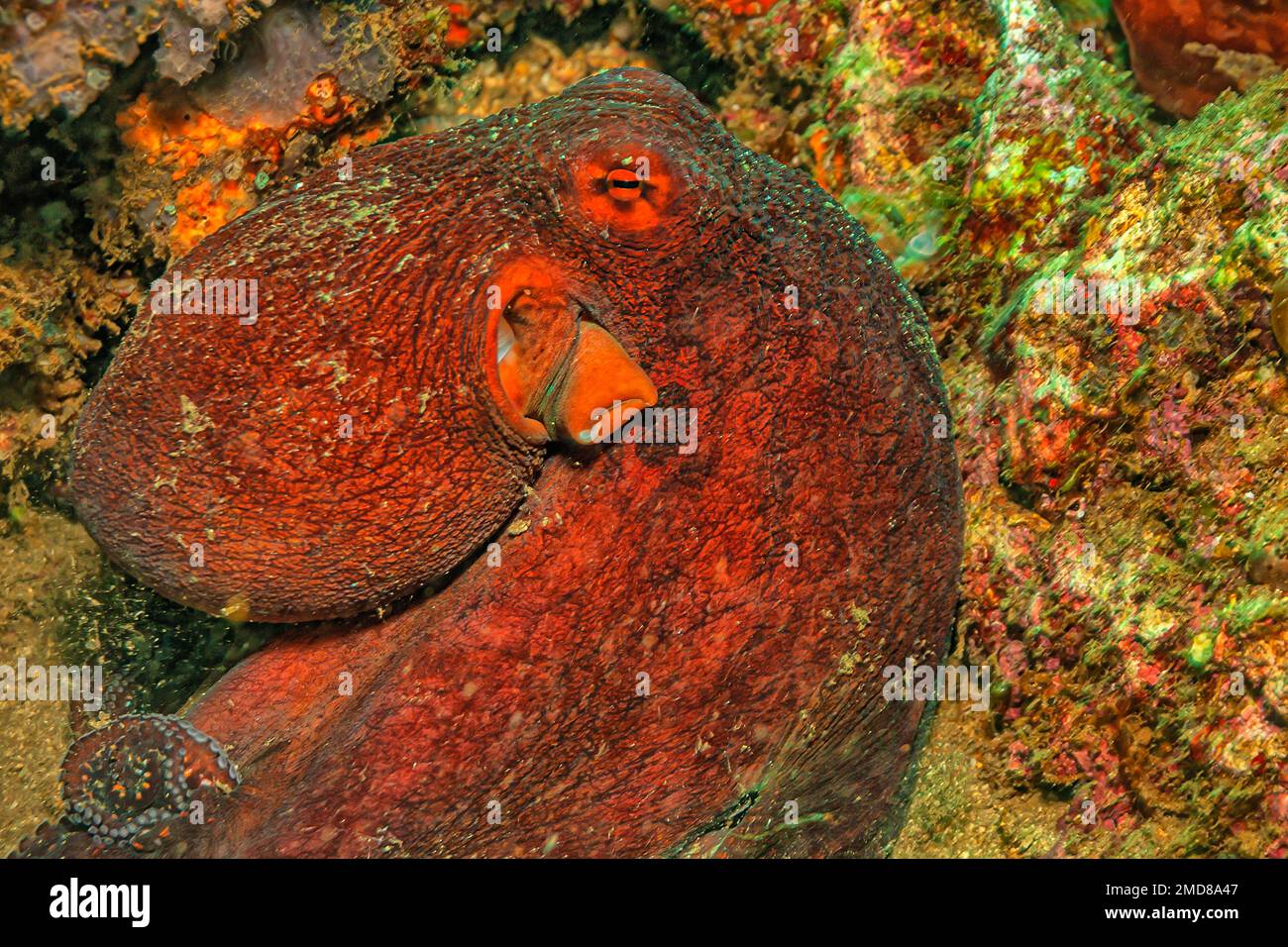 Amphioctopus marginatus, également connu sous le nom d'octopus de noix de coco et d'octopus veiné, est un céphalopode de taille moyenne appartenant au genre Amphioctopus. Banque D'Images