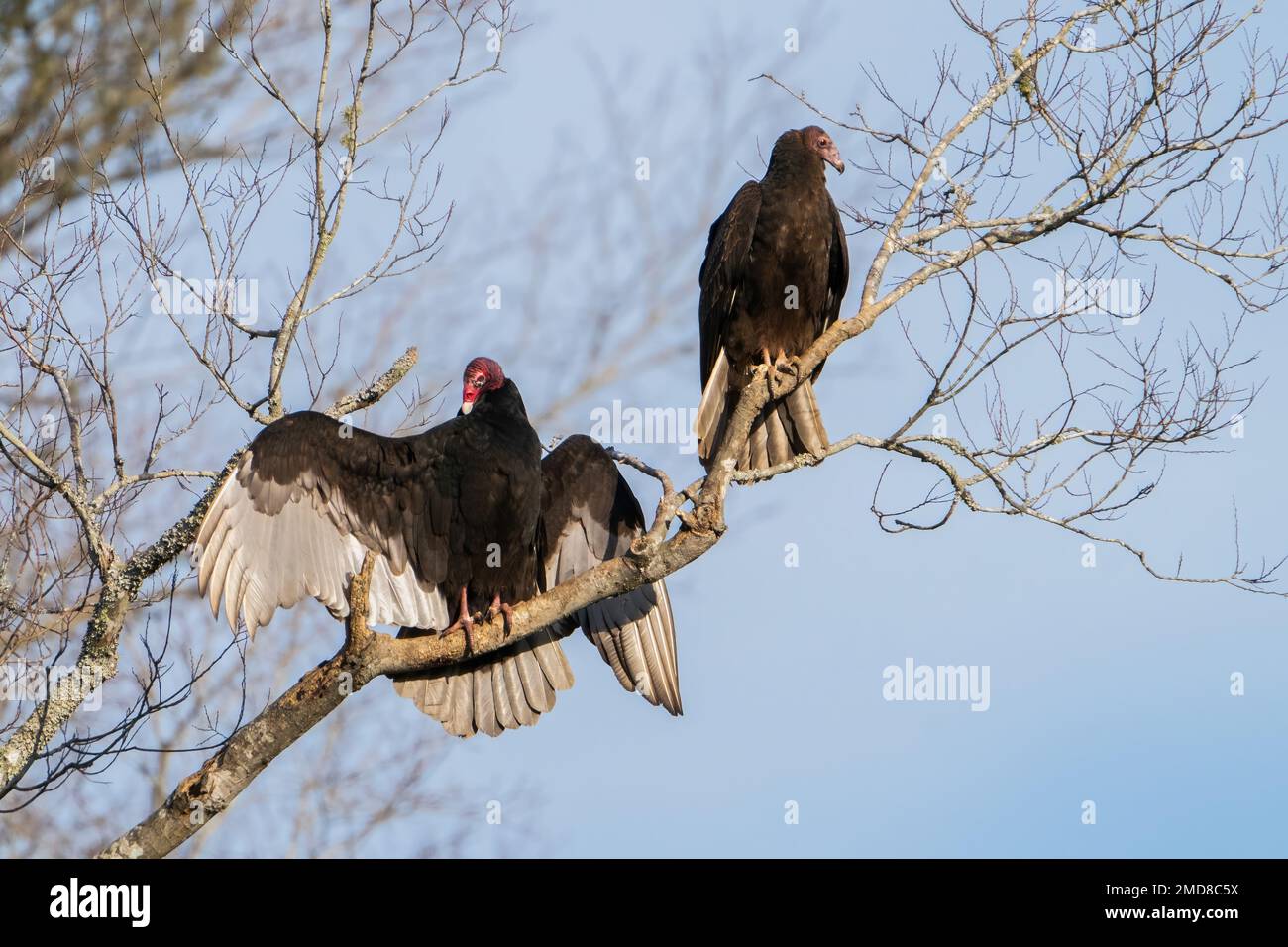 Deux vautours de dinde perchés le long de la rivière Haw en Caroline du Nord. Banque D'Images