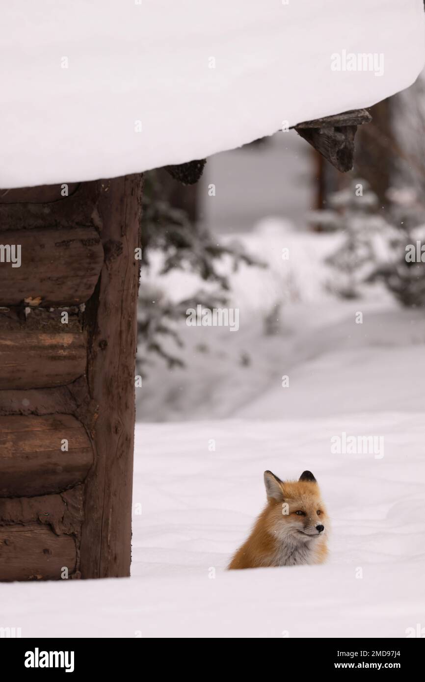 Red Fox assis à côté d'une cabine, Montana Banque D'Images