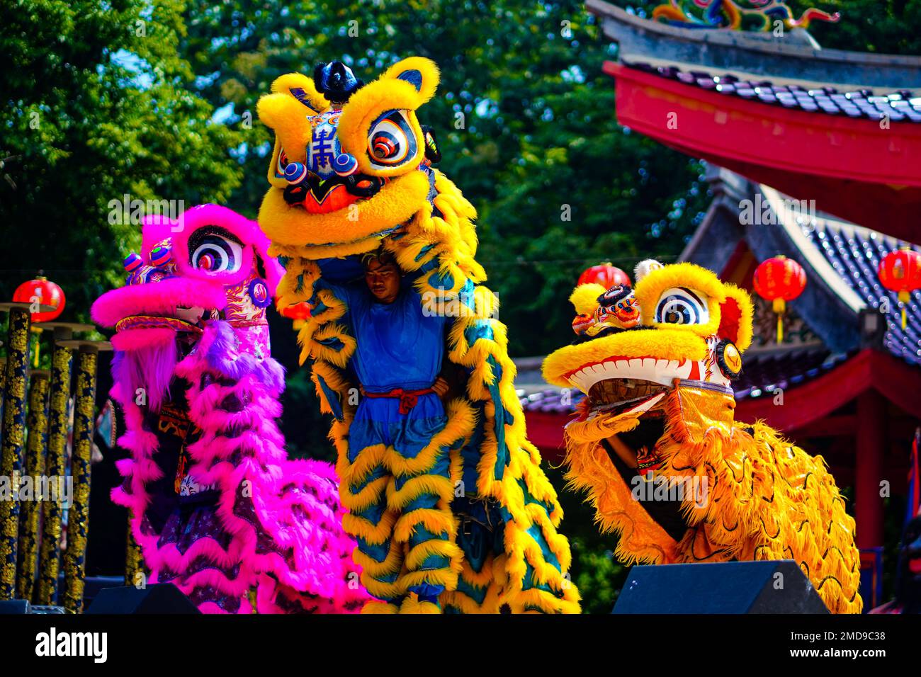 La danse du Lion ou Barongsai en chinois nouvel an 2023. Semarang. Indonésie. Photographie de voyage. Banque D'Images