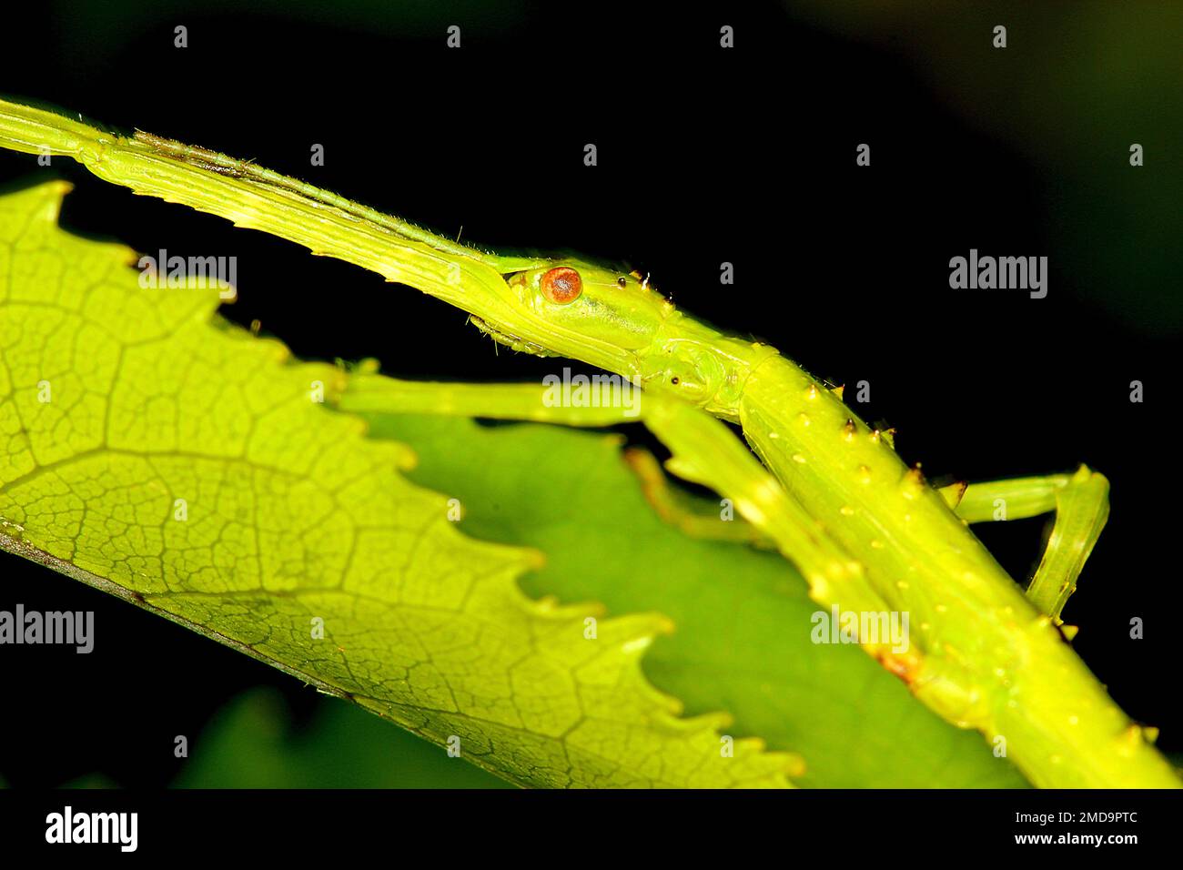 Insecte piqueux (Acanthoxyla sp) Banque D'Images