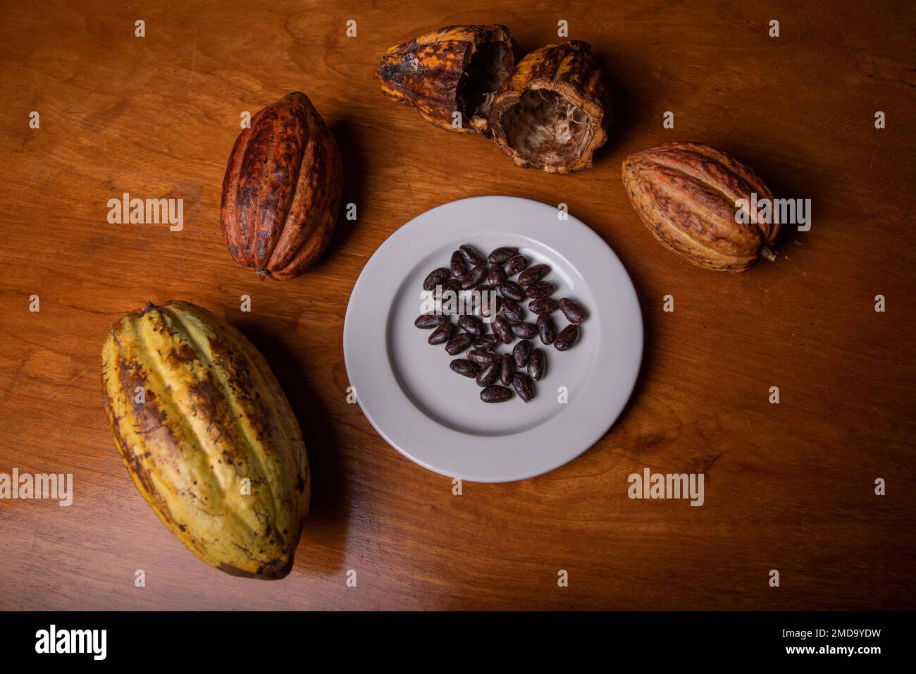 Fèves de cacao à côté des gousses de cacao, production de chocolat Banque D'Images