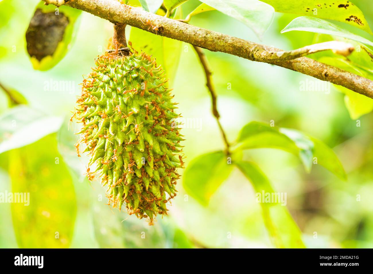 Fruits de source couverts par fourmis,galle, sri lanka. Banque D'Images
