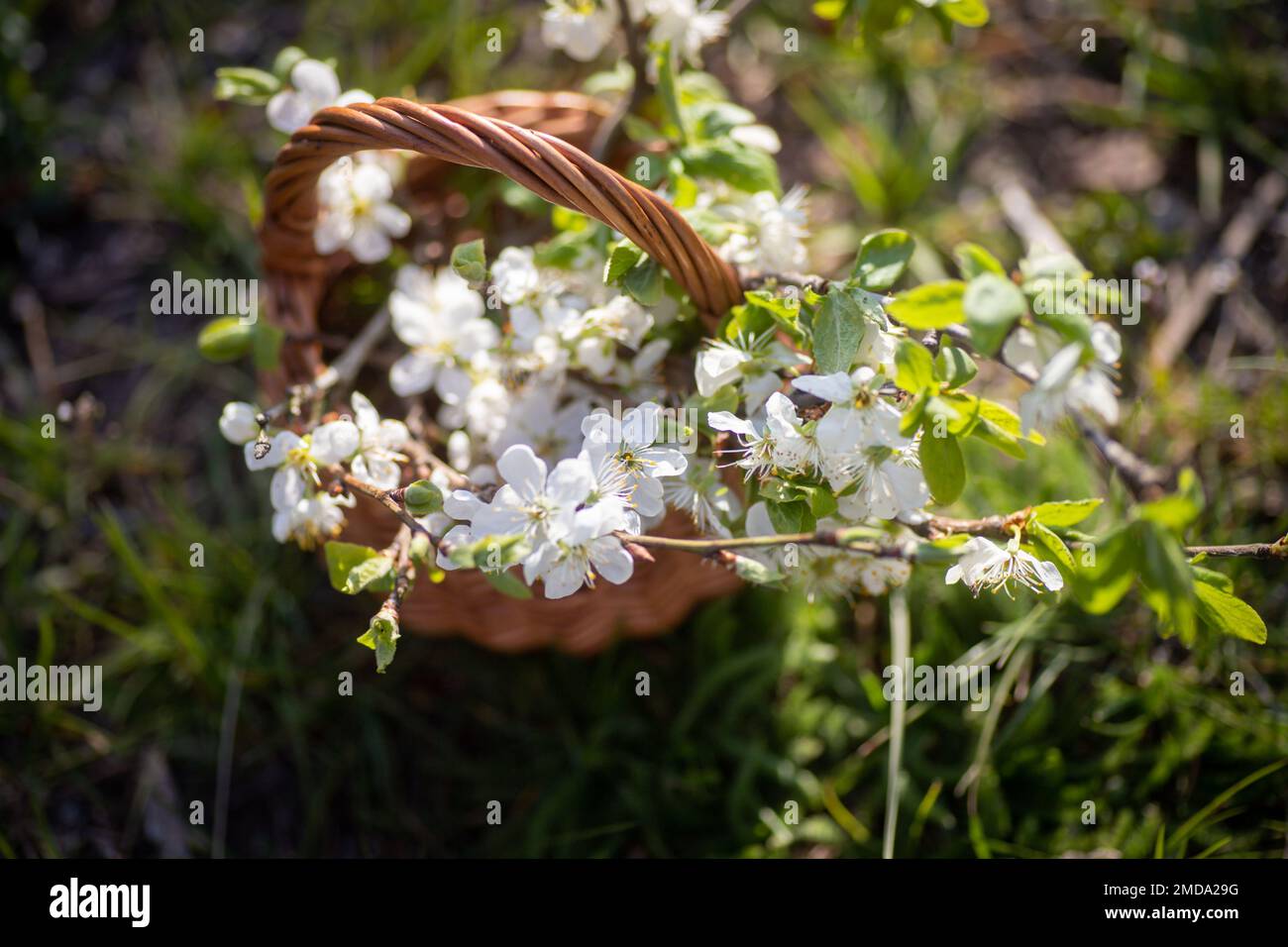 Le fond de Pâques avec encore la vie du panier avec des branches de cerisiers en fleurs blanches sur prairie vert clair, concept de vacances religieuses de printemps. Pâques e Banque D'Images