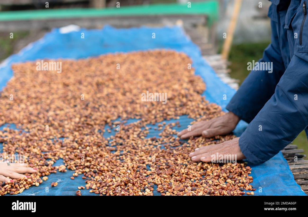 Les agriculteurs trient les grains de café frais et pourris avant des sécher. processus traditionnel de préparation du café. La production de café, le soleil naturel sec du processus de miel Banque D'Images