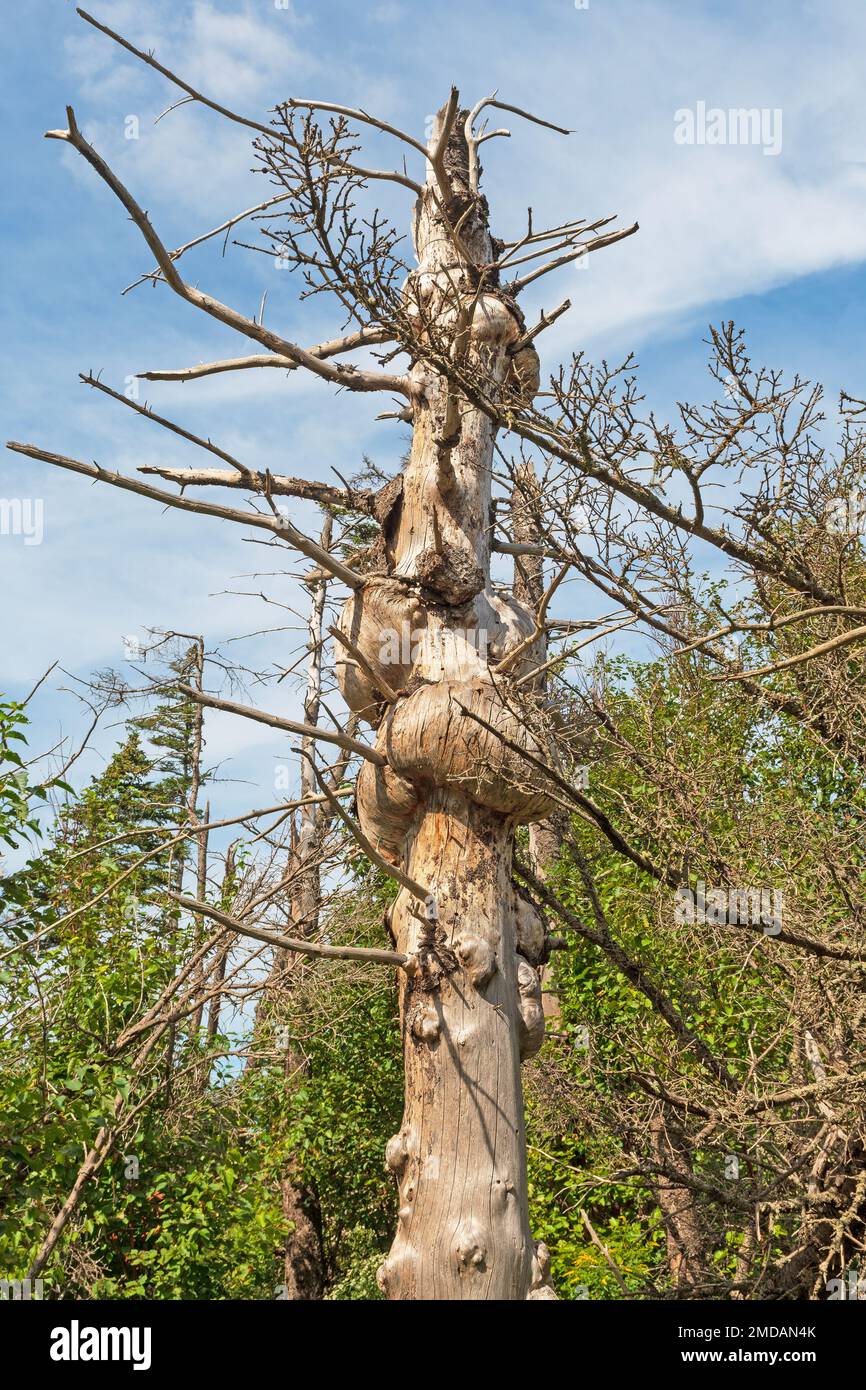 Tronc d'arbre moucheté sur la côte le long de la baie de Fundy, en Nouvelle-Écosse Banque D'Images