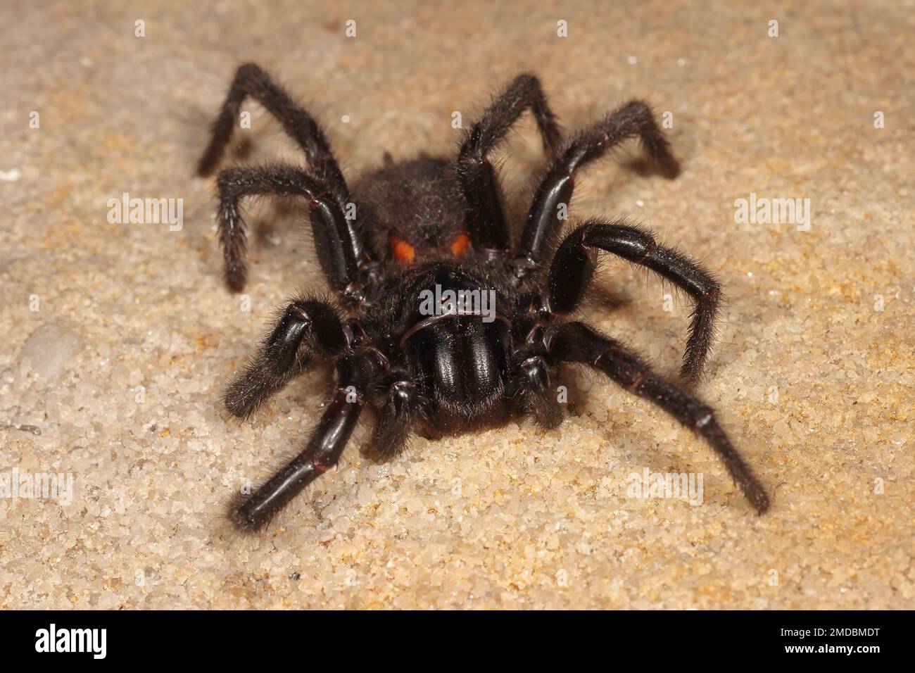 Sydney Funnel Web Spider très venimeux Banque D'Images