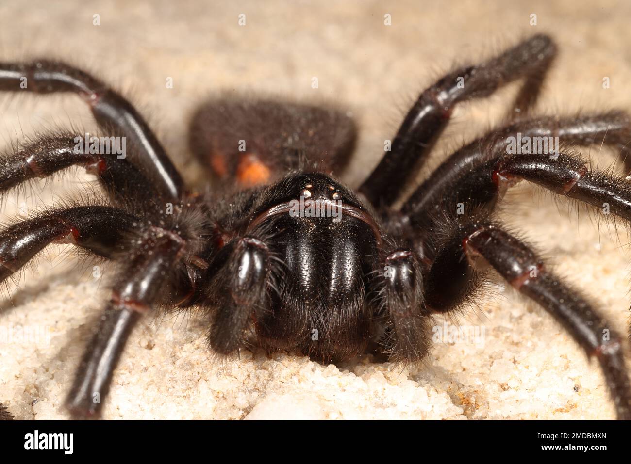 Sydney Funnel Web Spider très venimeux Banque D'Images
