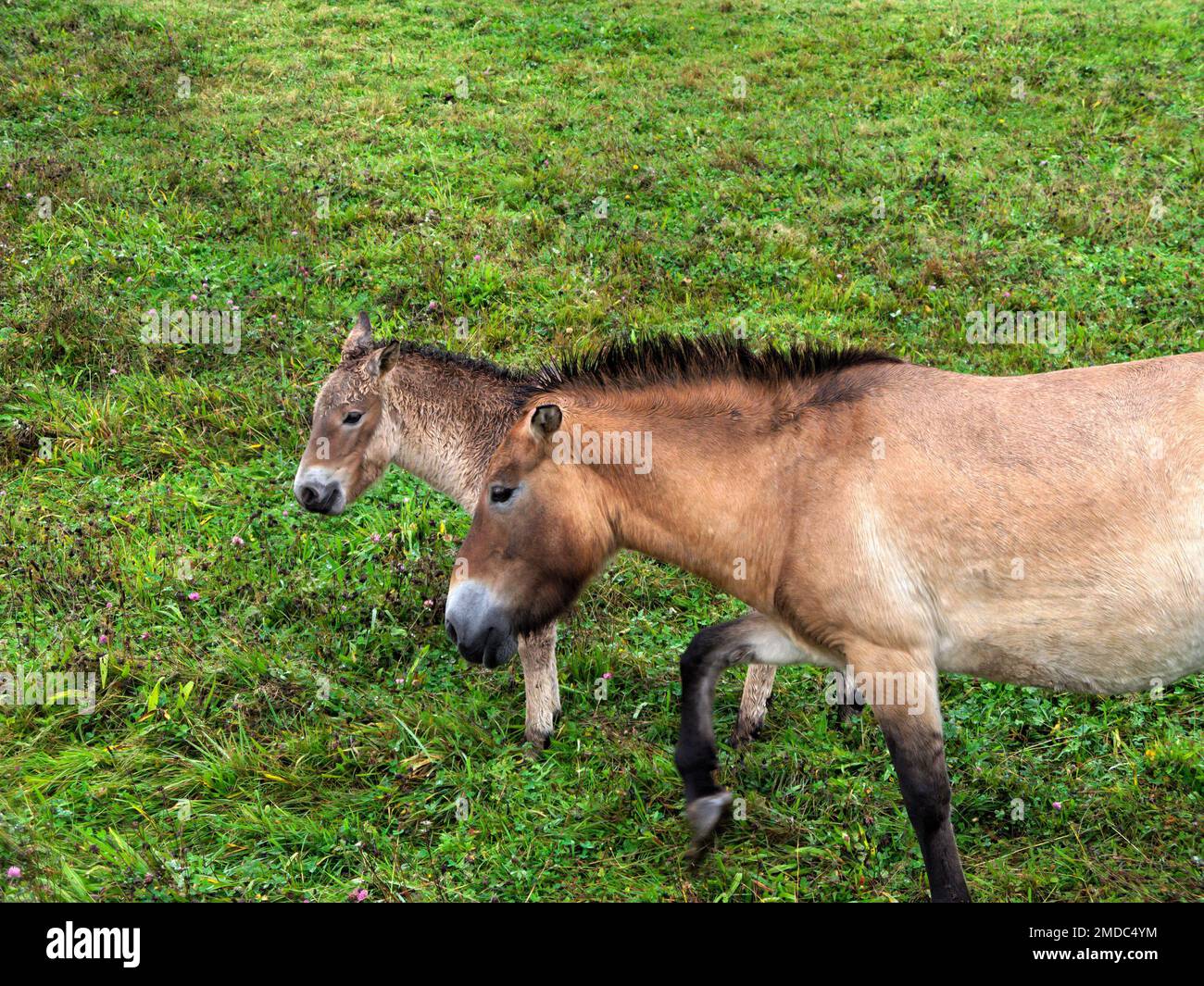 Mare et foal des chevaux de Przewalski (Equus ferus przewalskii) sur un pré, Bavière, Allemagne Banque D'Images