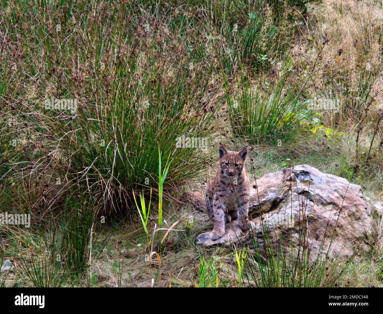 Young Lynx (Lynx lynx) explorant son environnement dans le parc national de la forêt bavaroise, Bavière, Allemagne Banque D'Images