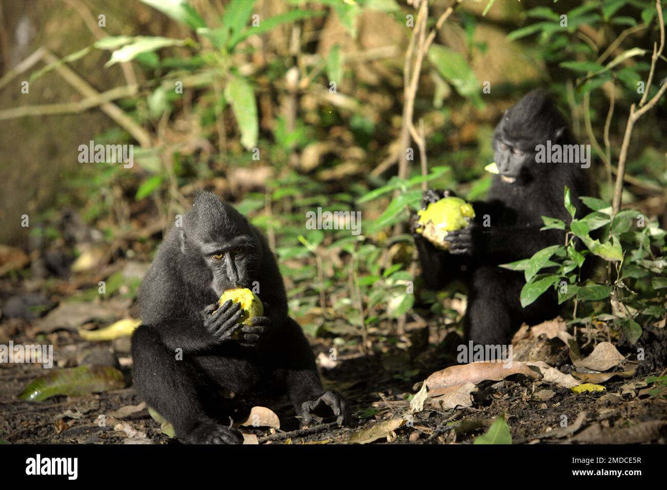 Les juvéniles de macaque à craché noir de Sulawesi (Macaca nigra) mangent des fruits lorsqu'ils sont assis sur le sol de la forêt dans la réserve naturelle de Tangkoko, au nord de Sulawesi, en Indonésie. Les interactions entre les facteurs écologiques et sociaux ont un effet significatif sur la survie des sources de crattes de macaques, selon un document de recherche réalisé par des scientifiques du projet Macaca Nigra. L'un des principaux facteurs écologiques est le changement climatique. « Le changement climatique de chaque saison influence la disponibilité et la distribution des aliments qui modifieront les gammes et les activités quotidiennes du primate. Ces changements comprennent... Banque D'Images