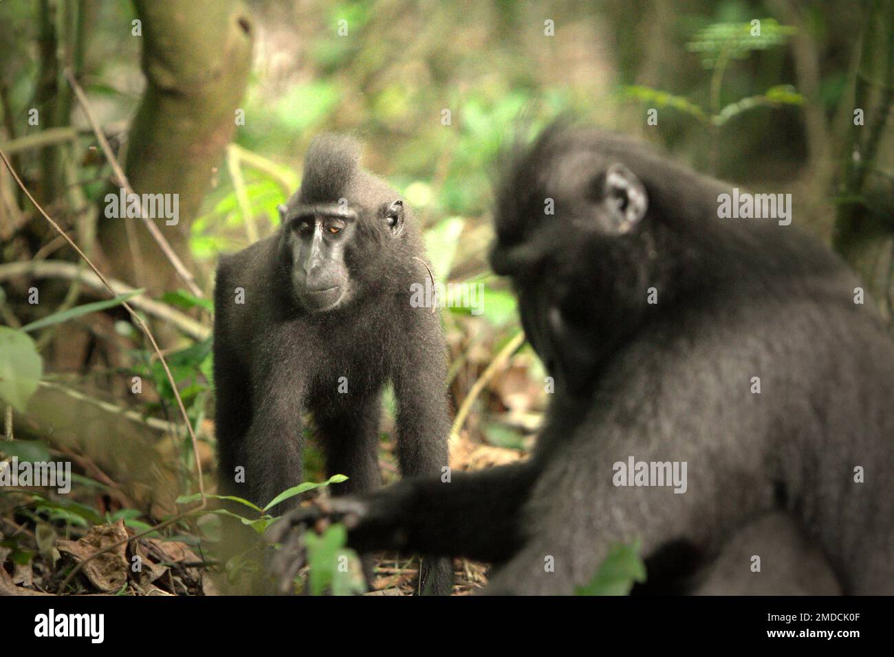 Un jeune Sulawesi créa un maque noir au premier plan d'un individu plus âgé dans la réserve naturelle de Tangkoko, au nord de Sulawesi, en Indonésie. D'après les données recueillies à partir d'une série de tests de trois macaques à crête adultes en captivité, les primatologues ont révélé que les macaques noirs à crête de Sulawesi sont sensibles au statut social d'autres personnes. Un macaque dégoûté « tend à prendre plus de temps pour répondre lorsqu'il regarde des visages de personnes de haut rang peu familières », a déclaré le rapport, « ce qui pourrait suggérer qu'ils peuvent percevoir certaines informations concernant le statut social des personnes peu familières utilisant le visage... Banque D'Images