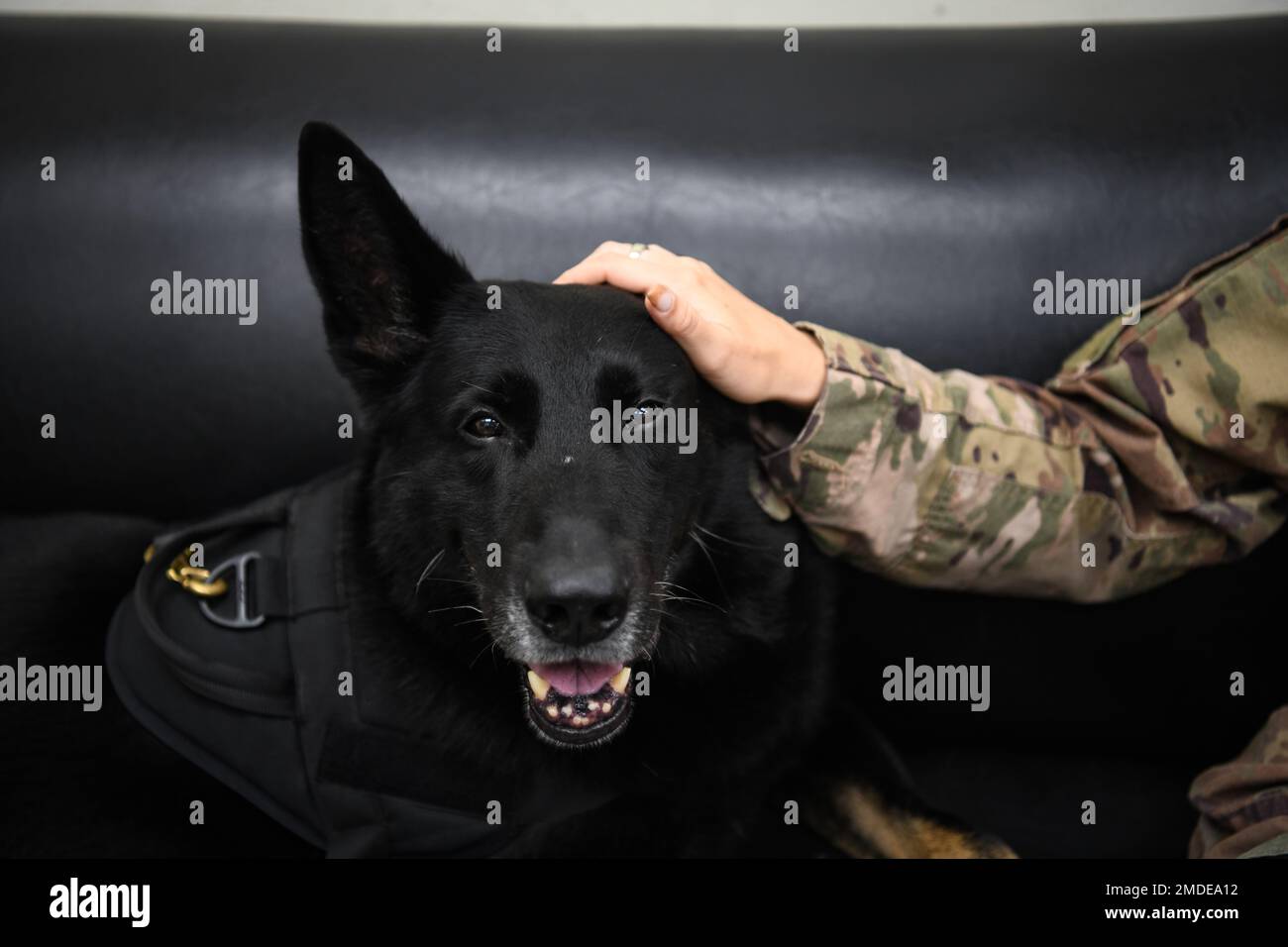 Le chien de travail militaire Alan affecté à l'escadron 8th des forces de sécurité reçoit un animal de compagnie à la base aérienne de Kunsan, République de Corée, 22 juillet 2022. Alan a effectué plus de 70 000 heures de recherche, 1 500 inspections de véhicules et 400 balayages d'aéronefs. Alan a servi de multiplicateur de force aux équipes de pompiers pendant 36 exercices de préparation opérationnelle de la péninsule. Banque D'Images