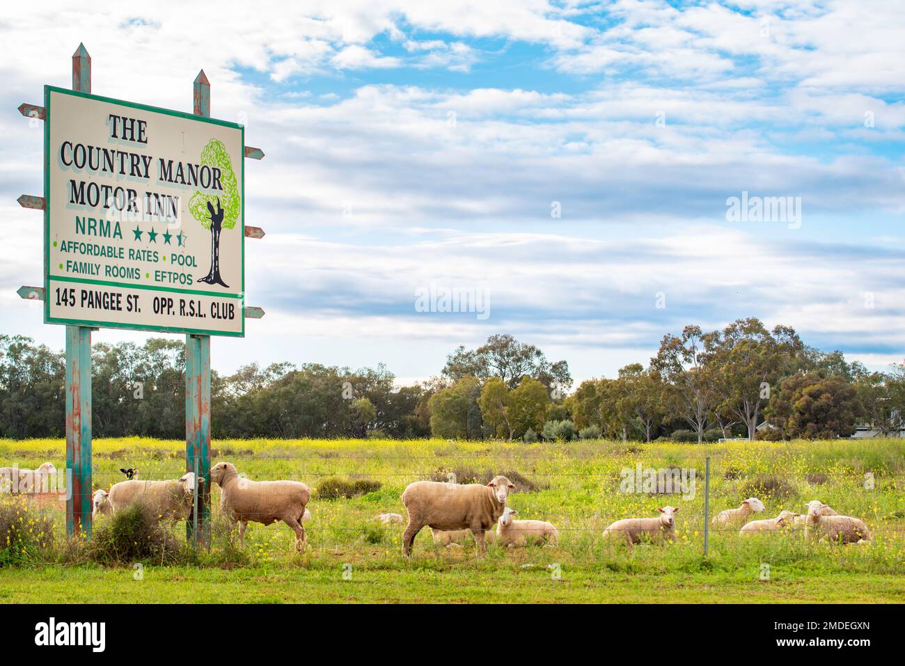 Un panneau publicitaire extérieur pour le Country Manor Motor Inn (Motel) à Nyngan, Nouvelle-Galles du Sud, Australie, dans un enclos de moutons avec des moutons à proximité Banque D'Images
