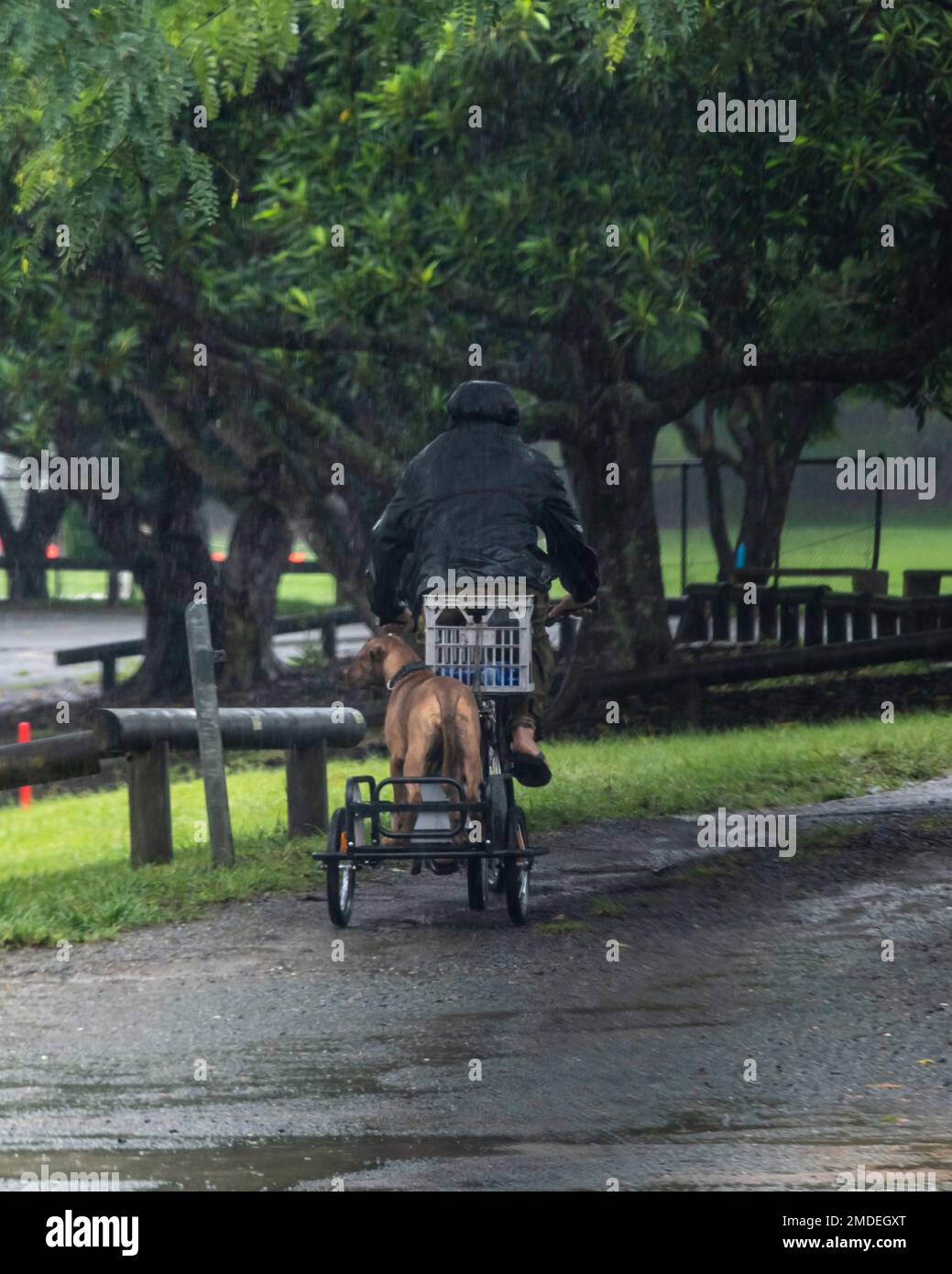 Un gros chien debout sur un chariot remorqué derrière une personne à vélo pendant les inondations de février 2022 dans le parc Teralba de Mitchelton, Brisbane, Australie Banque D'Images