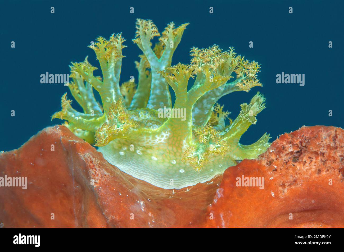 Marionia arborescens nudibranche reposant sur le corail Banque D'Images