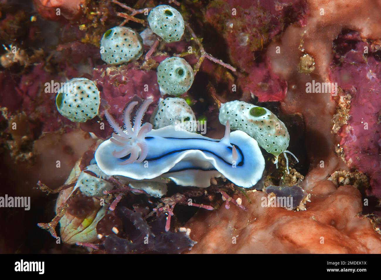 Gros plan d'un Nudibranch coloré une limace de mer rampant sur le corail Banque D'Images