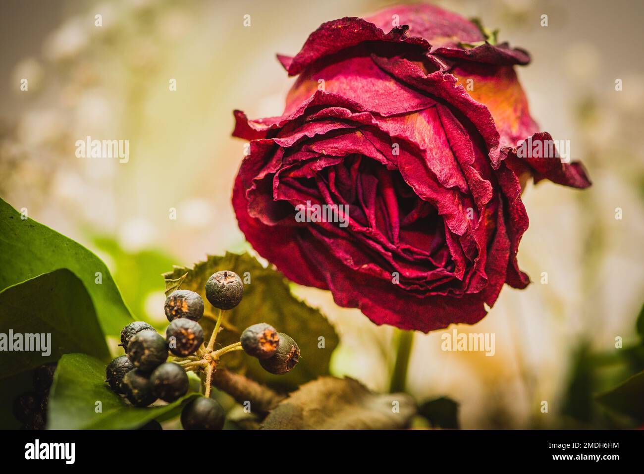 Rose rouge fanante Banque D'Images