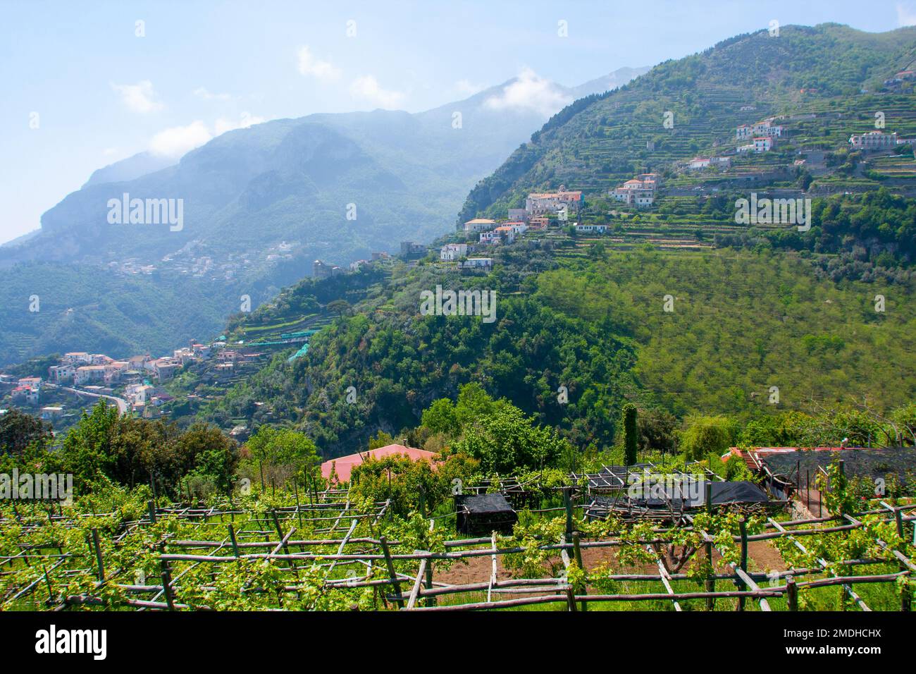 Vignes dans un vignoble, Ravello, Italie Ravello est une commune et commune située au-dessus de la côte amalfitaine dans la province de Salerne, Campanie, Italie du Sud, Banque D'Images