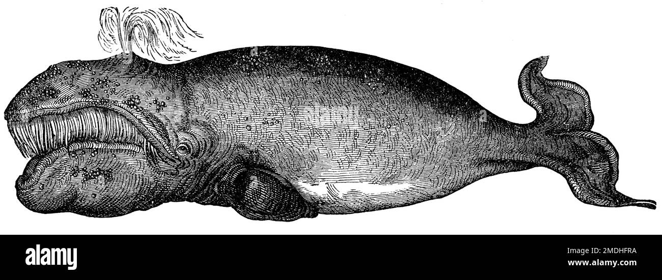 Baleine du Groenland, Balaena mysticetus, anonym (livre de zoologie, 1877), Grönlandwal, Baleine du Groenland Banque D'Images