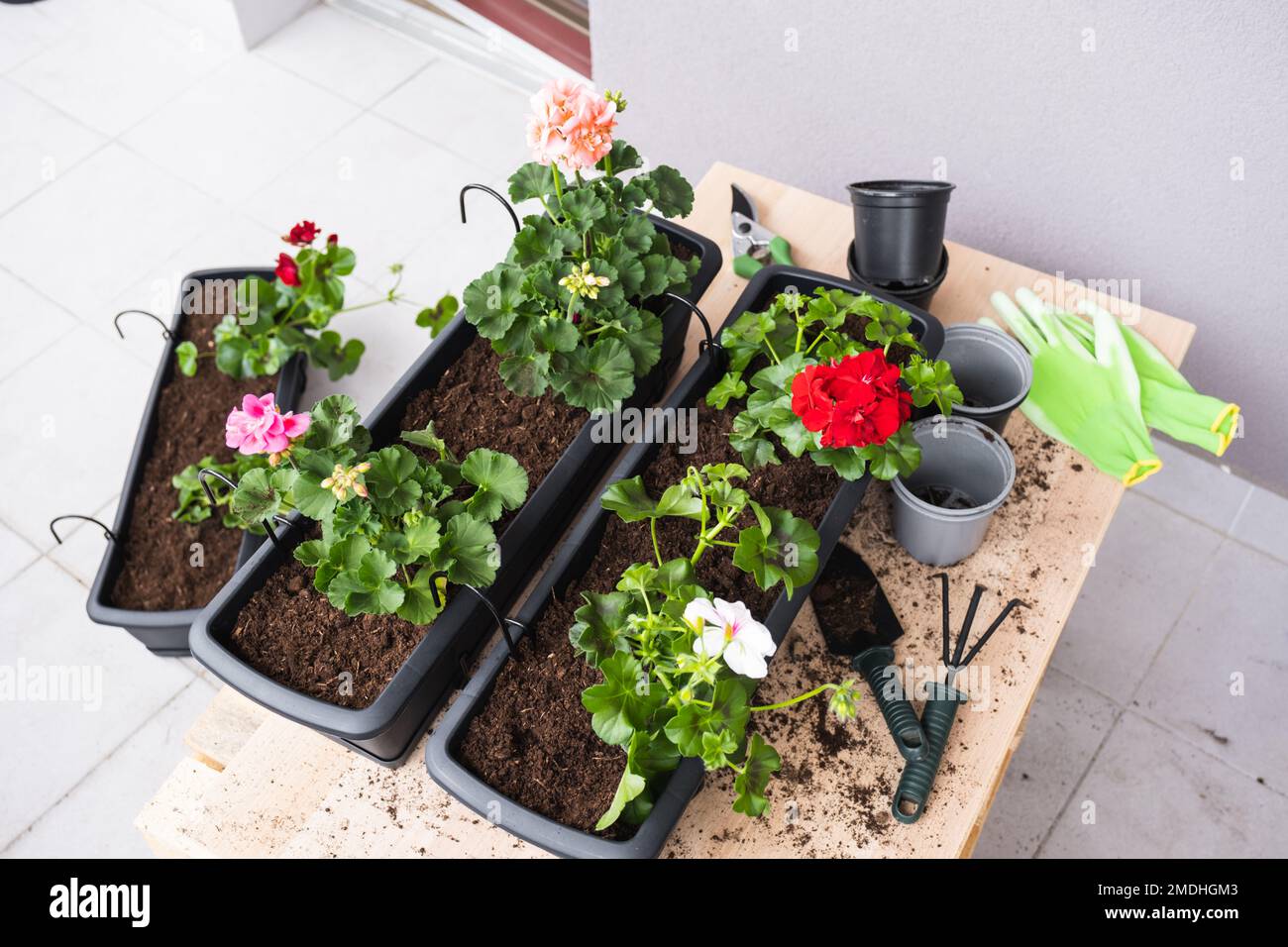 Processus de transplantation de géranium.Pots de fleurs et outils de jardin. Banque D'Images