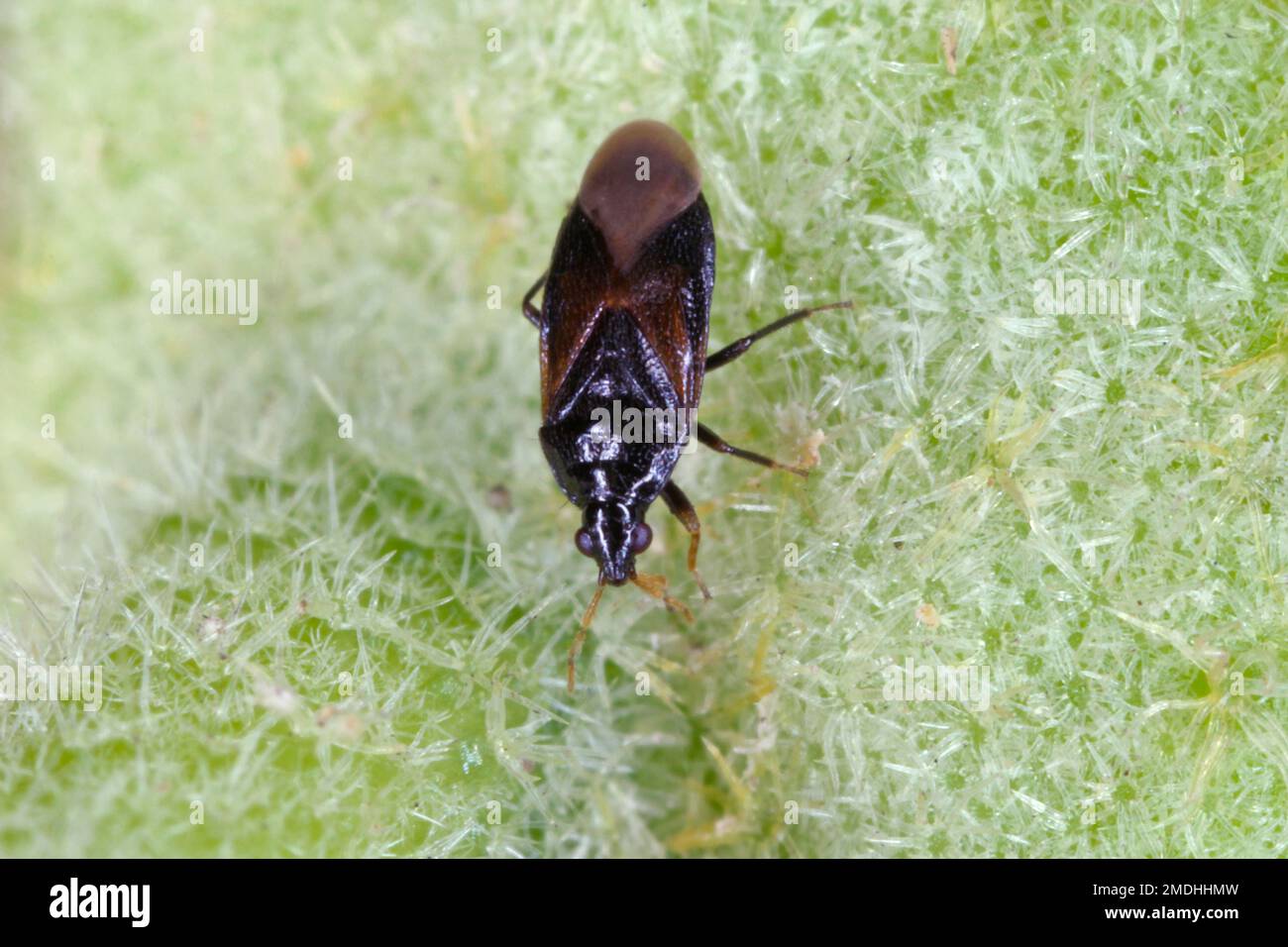 Les punaises pirates ou les punaises de fleurs (Anthocoridae) sont une famille de punaises.Les Anthocides sont prédateurs et se nourrissent de nombreux insectes nuisibles des cultures. Banque D'Images