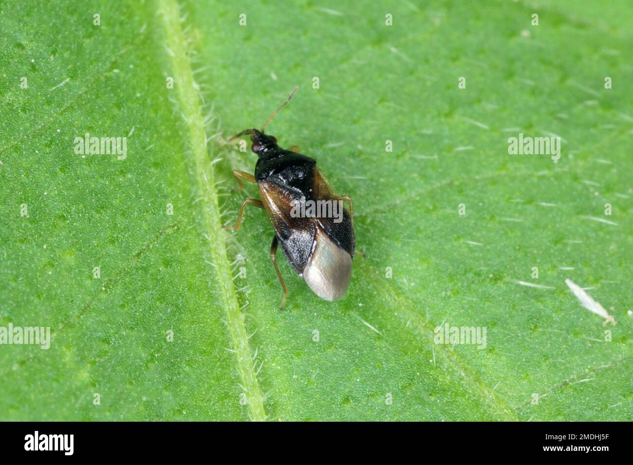 Les punaises pirates ou les punaises de fleurs (Anthocoridae) sont une famille de punaises.Les Anthocides sont prédateurs et se nourrissent de nombreux insectes nuisibles des cultures. Banque D'Images