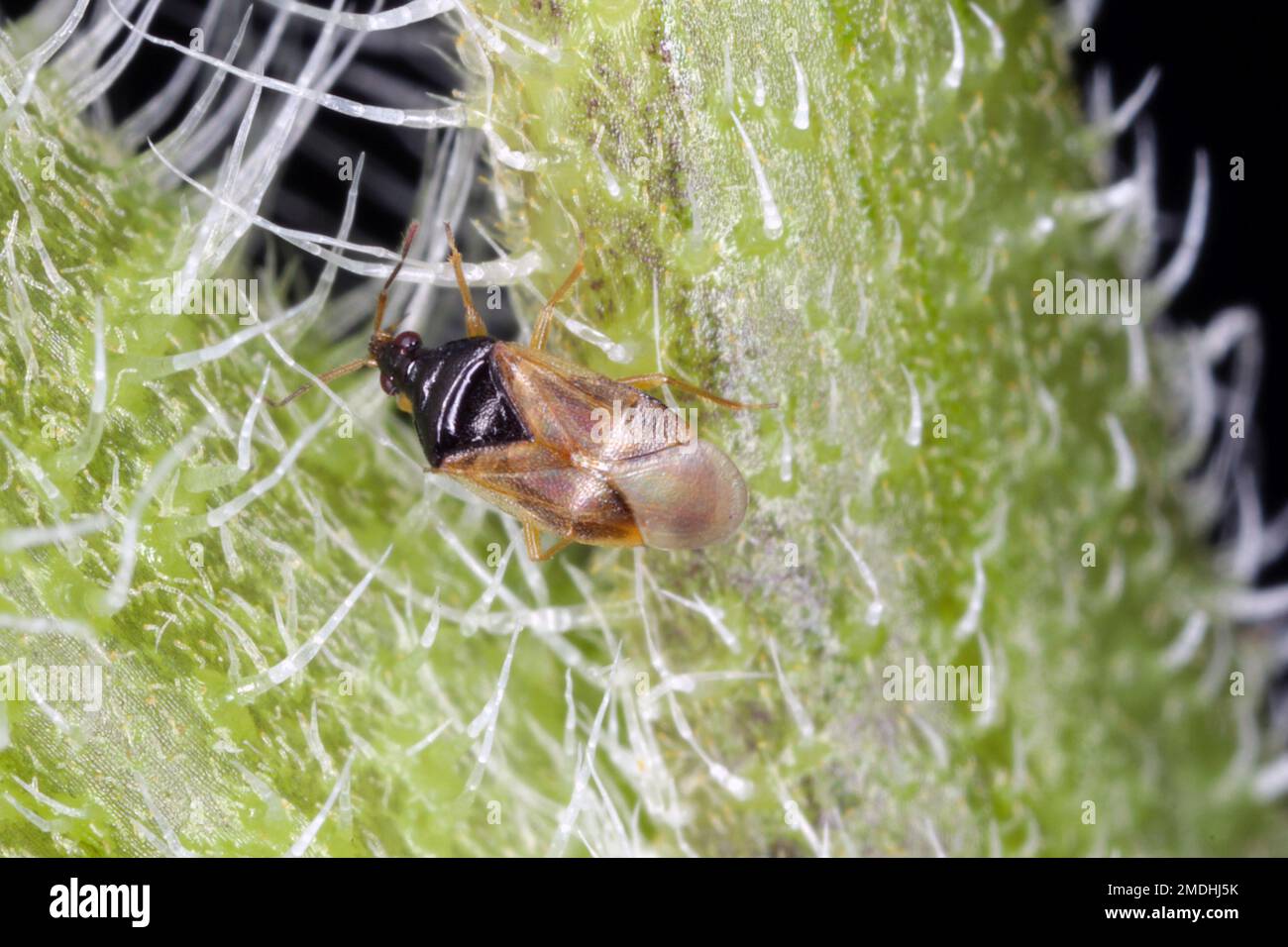 Les punaises pirates ou les punaises de fleurs (Anthocoridae) sont une famille de punaises.Les Anthocides sont prédateurs et se nourrissent de nombreux insectes nuisibles des cultures. Banque D'Images