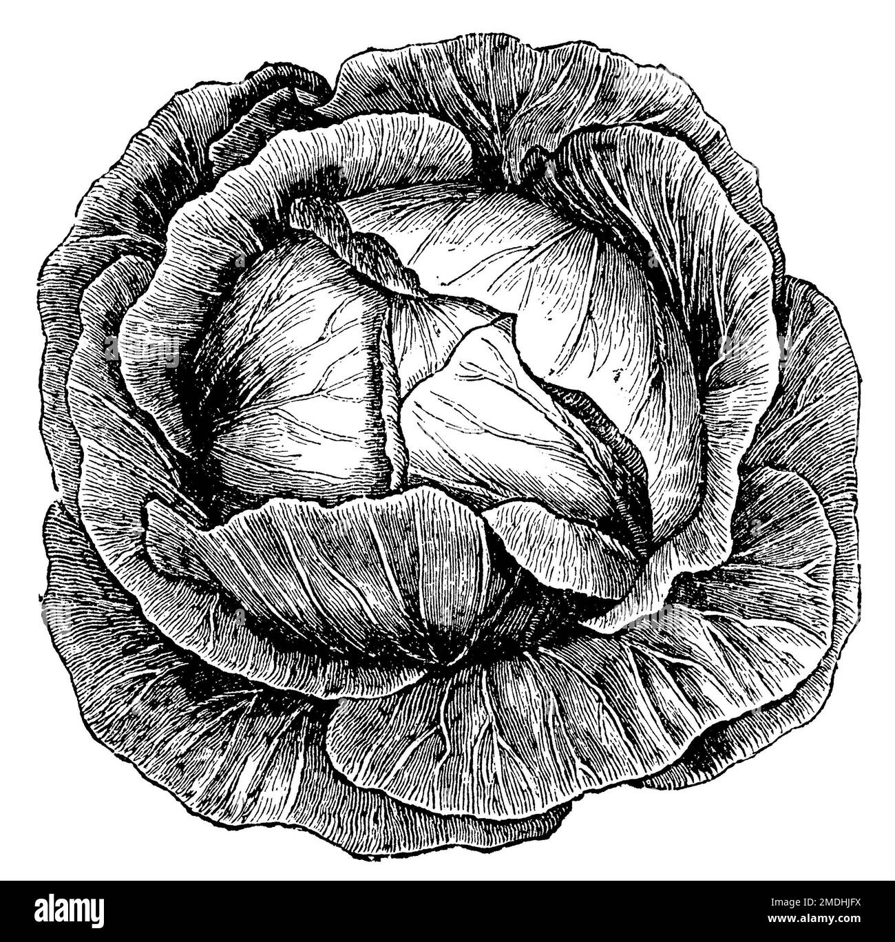 Chou ou chou à tête, Brassica oleracea convar. capitata var alba, (livre de ménage, 1912), Weißkohl, chou capus ou chou pommé Banque D'Images