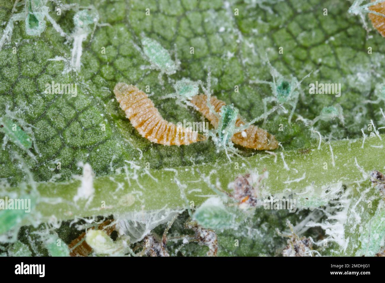 Larve d'un aphidoletes aphidimyza (communément appelé mige pucidique) se nourrissant du puceron méaly Plum (Hyalopterus pruni) Banque D'Images Larve d'un aphidoletes aphidimyza (communément appelé mige pucidique) se nourrissant du puceron méaly Plum (Hyalopterus pruni) Banque D'Images