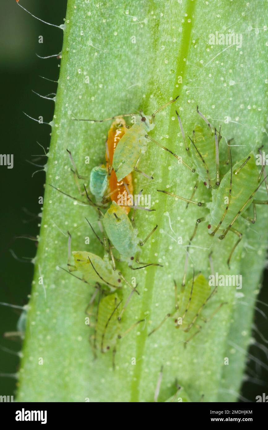 La larve d'un Aphidoletes aphidimyza (communément appelé mige pucidique) se nourrissant de l'Acyrthosiphon pisum vert communément appelé puceron de pois Banque D'Images