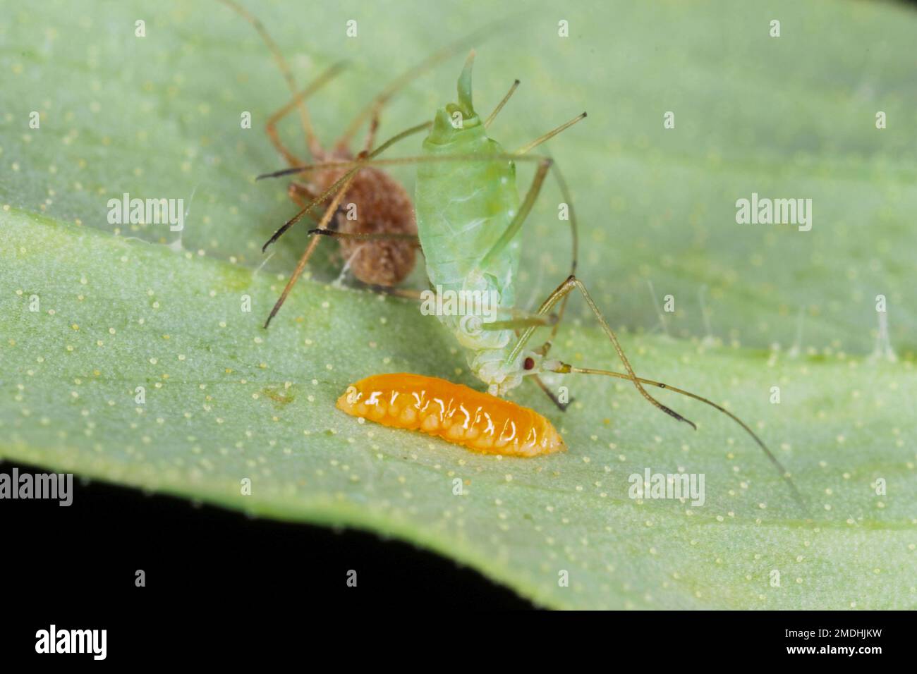 La larve d'un Aphidoletes aphidimyza (communément appelé mige pucidique) se nourrissant de l'Acyrthosiphon pisum vert communément appelé puceron de pois Banque D'Images