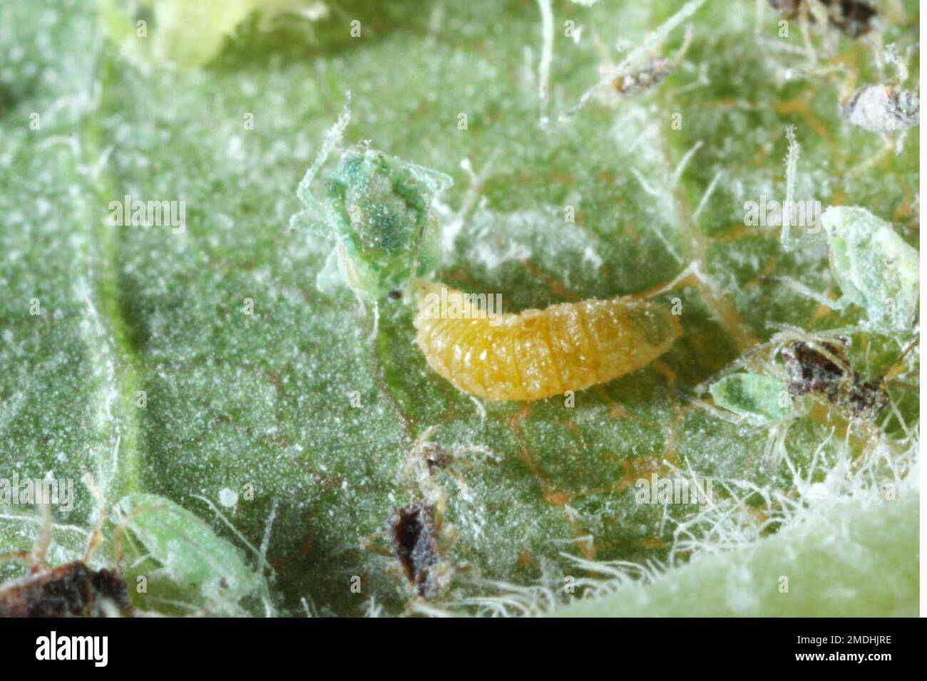 Larve d'un aphidoletes aphidimyza (communément appelé mige pucidique) se nourrissant du puceron méaly Plum (Hyalopterus pruni) Banque D'Images