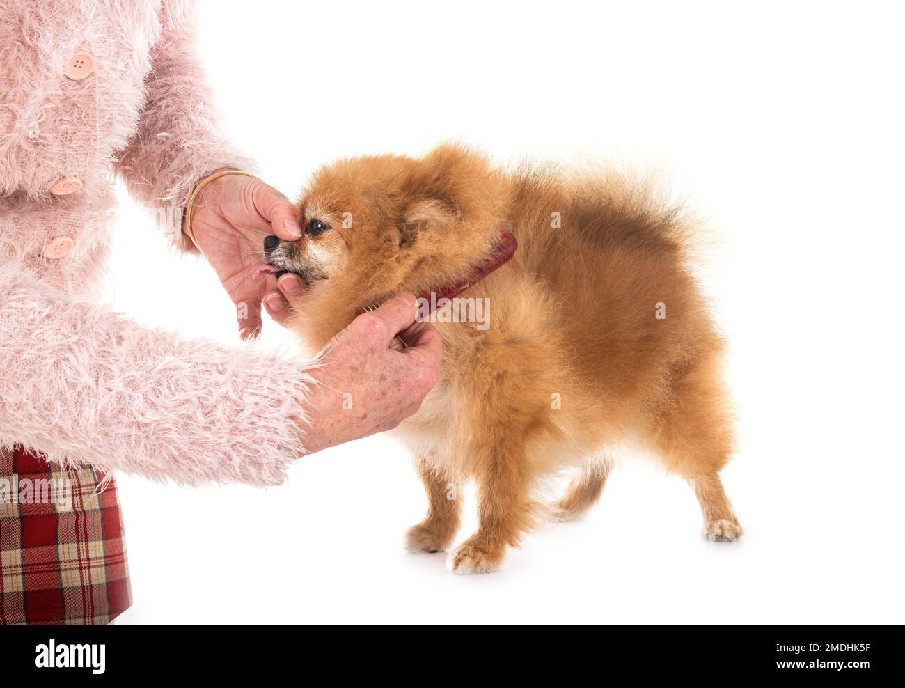 pomeranian senior devant un fond blanc Banque D'Images