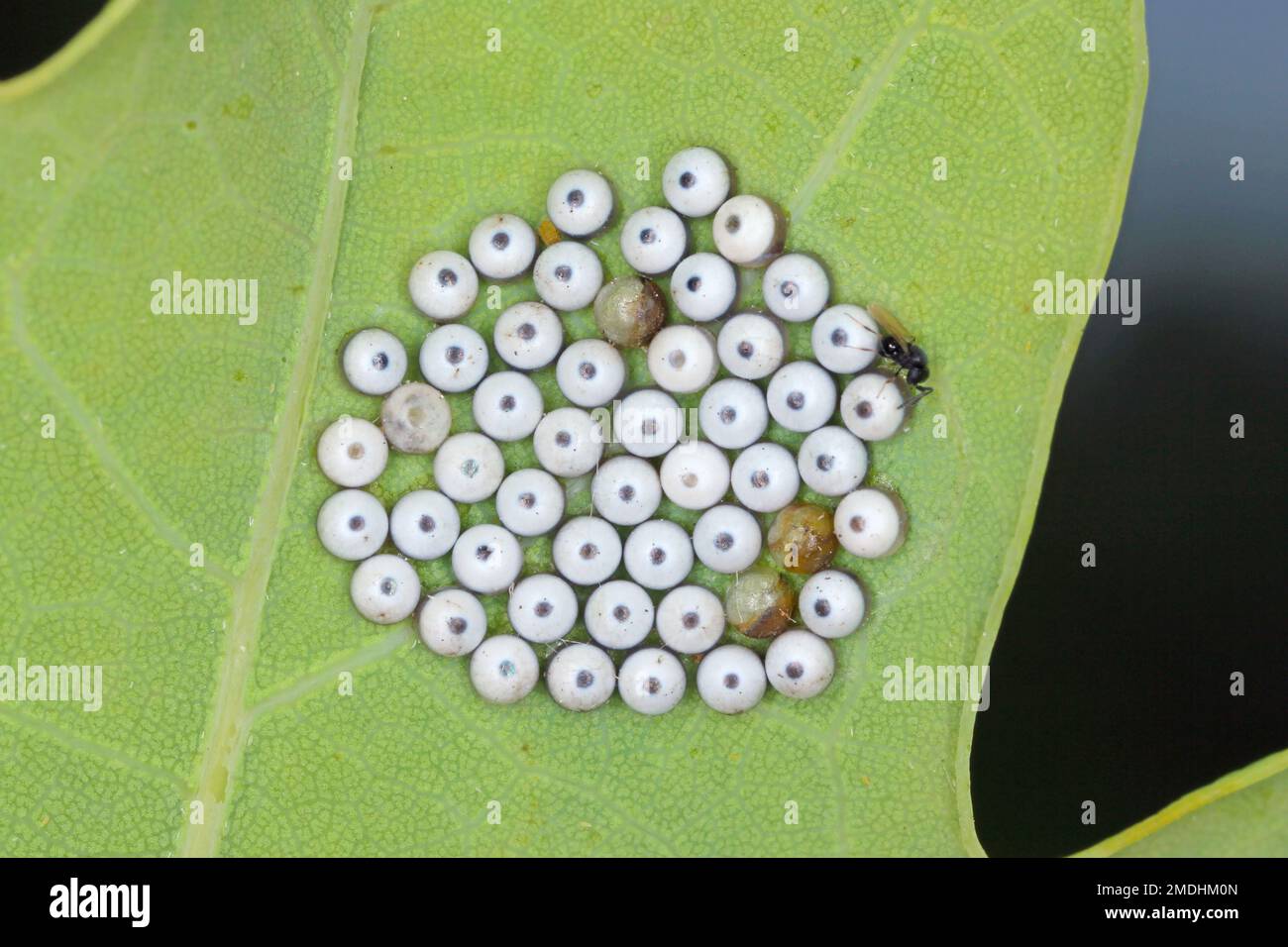 Un parasitoïde d'œuf de insecte de légume vert adulte Trissolcus sp — free download