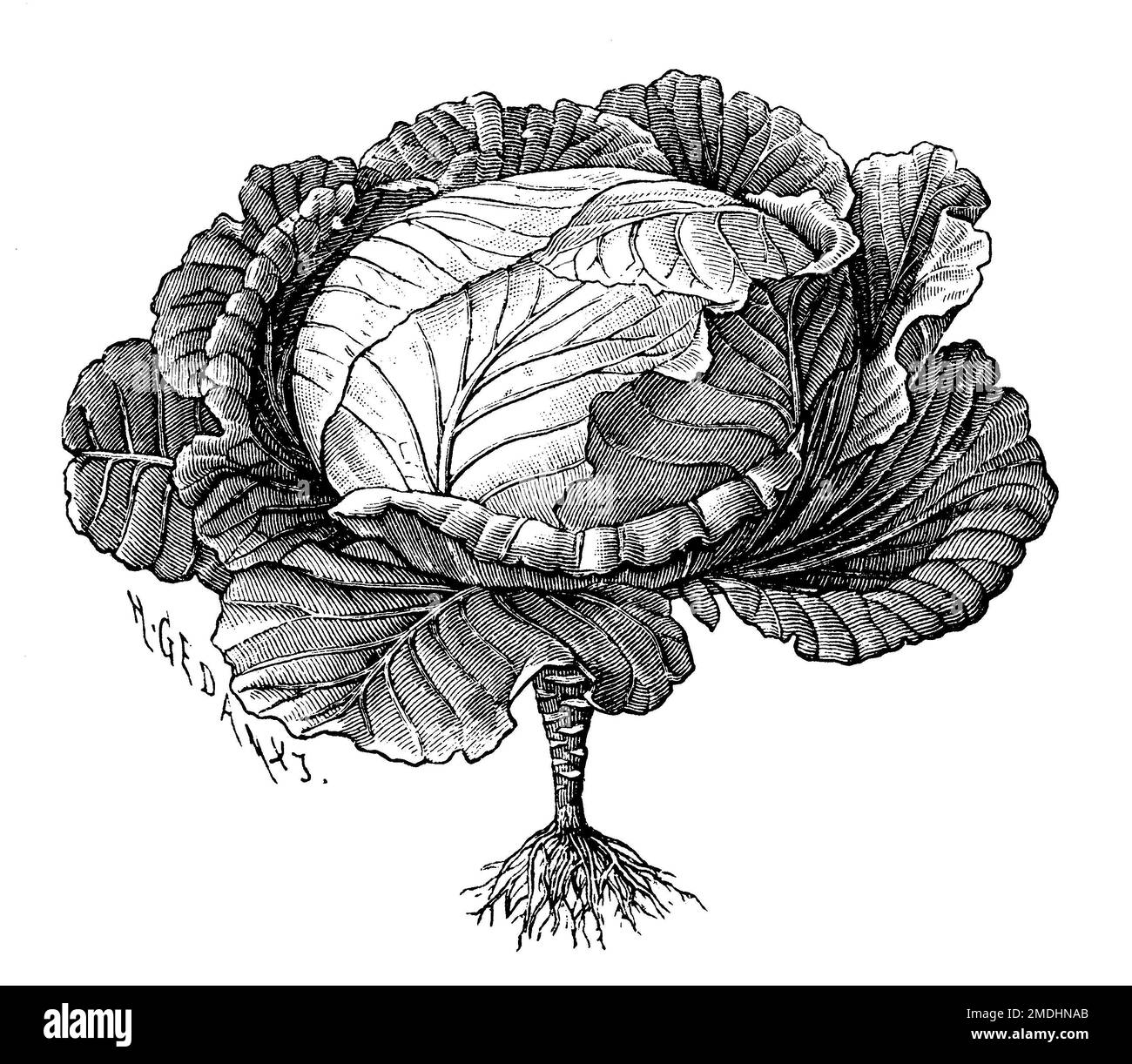 Chou ou chou à tête, Brassica oleracea convar. capitata var alba, A.W. U. H. Gedan (livre botanique, 1910), Weißkohl, chou capus ou chou pommé Banque D'Images