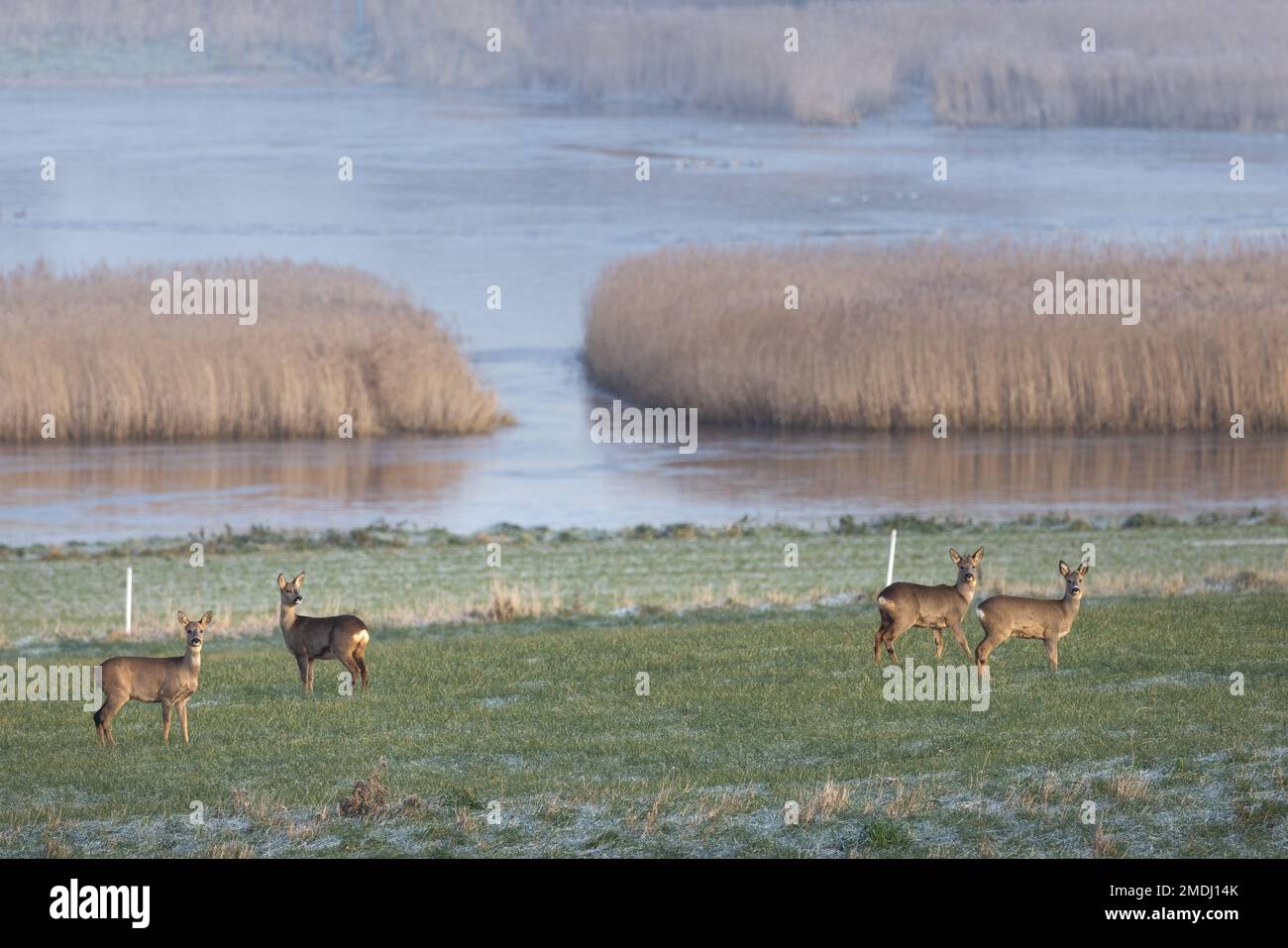 Chevreuils en hiver, Marais de Tardinghen, Côte d'Opale Banque D'Images