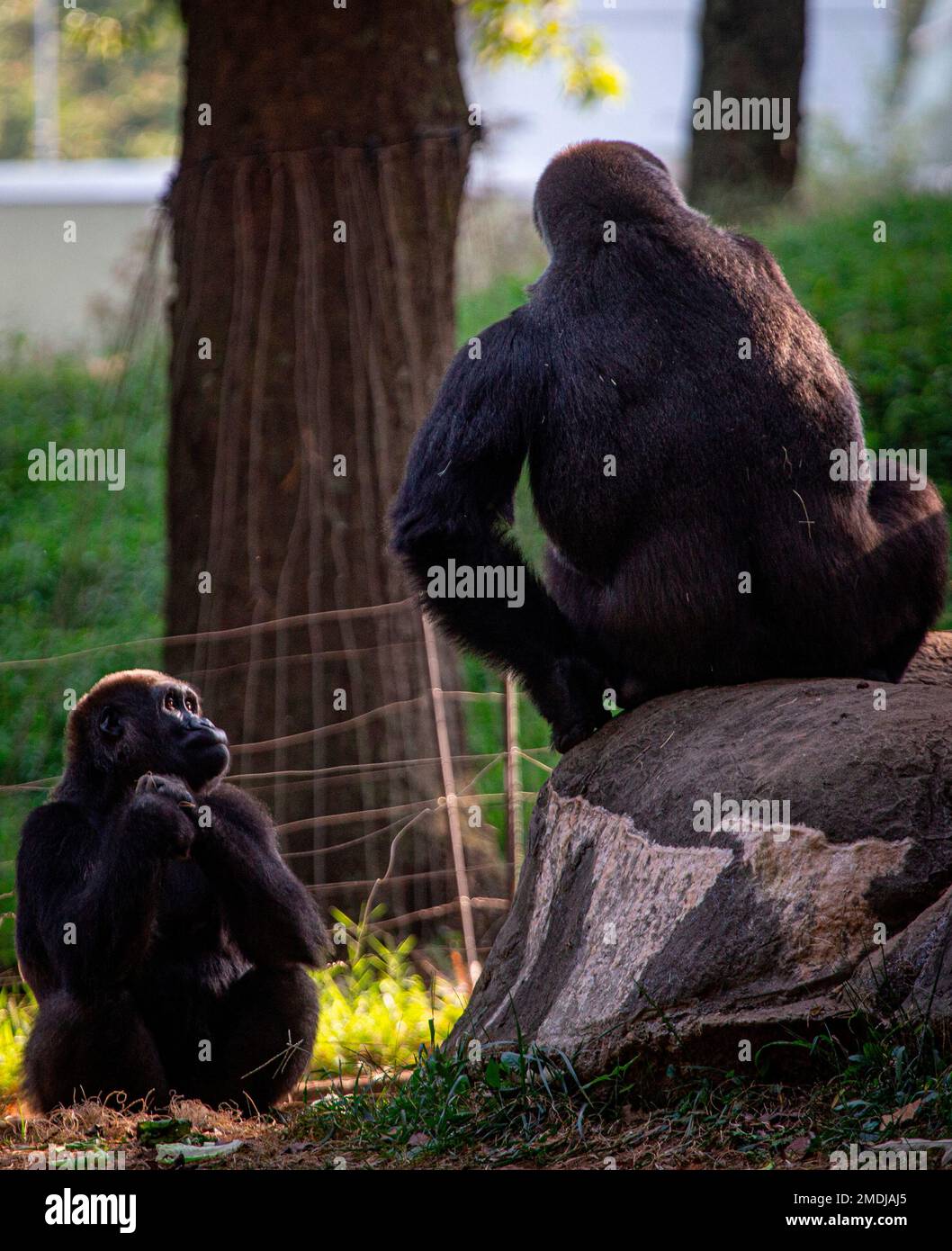 Western lowland gorillas are seen in their habitat at Zoo Atlanta on Tuesday, Sept. 14, 2021, in Atlanta. Nearly all of the zoo's 20 gorillas are showing symptoms of having contracted the coronavirus from a zoo staff worker, according to zoo officials. The confirmed cases of those gorillas tested have come back positive for the COVID-19 Delta variant. (AP Photo/Ron Harris) Banque D'Images