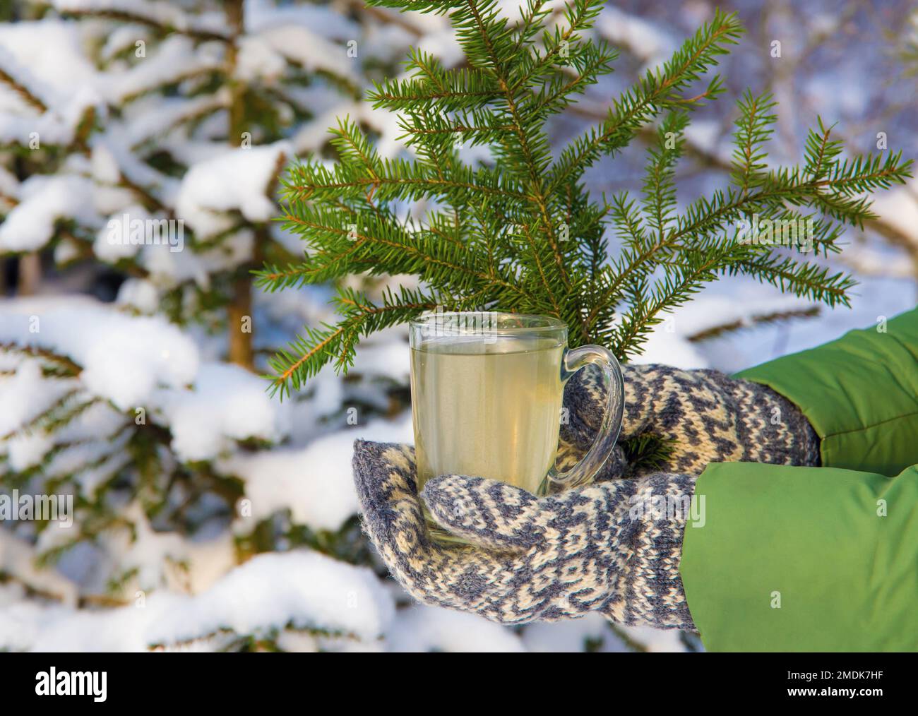 Personne avec des moufles classiques de style scandinave vintage tenant le thé aiguille d'arbre d'épinette dans le verre à thé transparent. Épicéa enneigé en arrière-plan. Banque D'Images