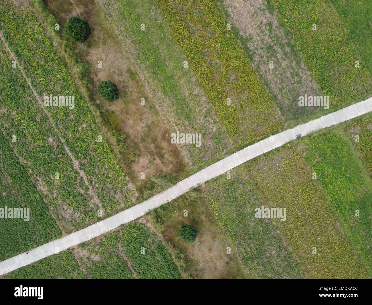 Tir de drone en hauteur de la ferme de haricots mung des Philippines Banque D'Images