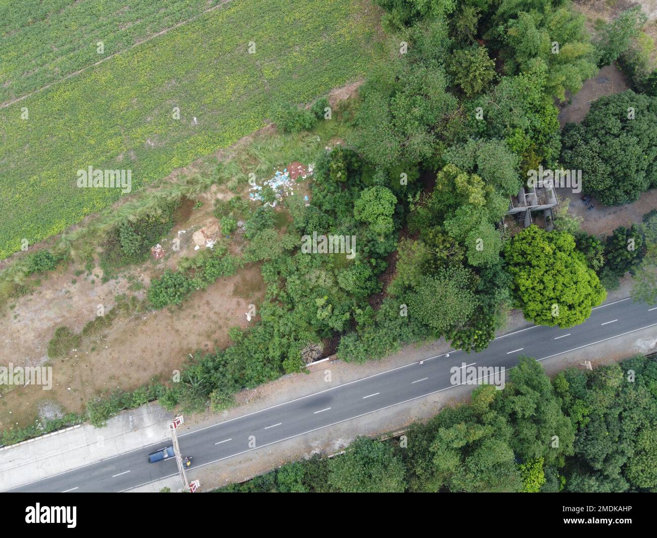Tir de drone en hauteur de la ferme de haricots mung des Philippines Banque D'Images
