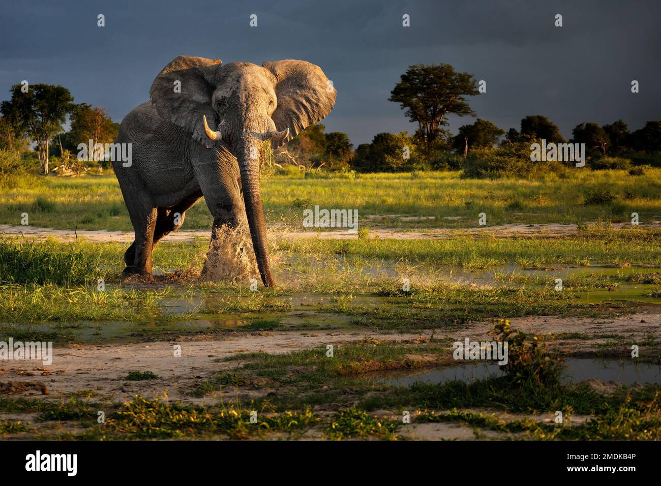 Un éléphant de taureau dans la plus belle lumière éclabousse avec de l'eau, très attentif, saison d'émeraude - delta d'Okavango, Botswana Botsuana Afrique Banque D'Images