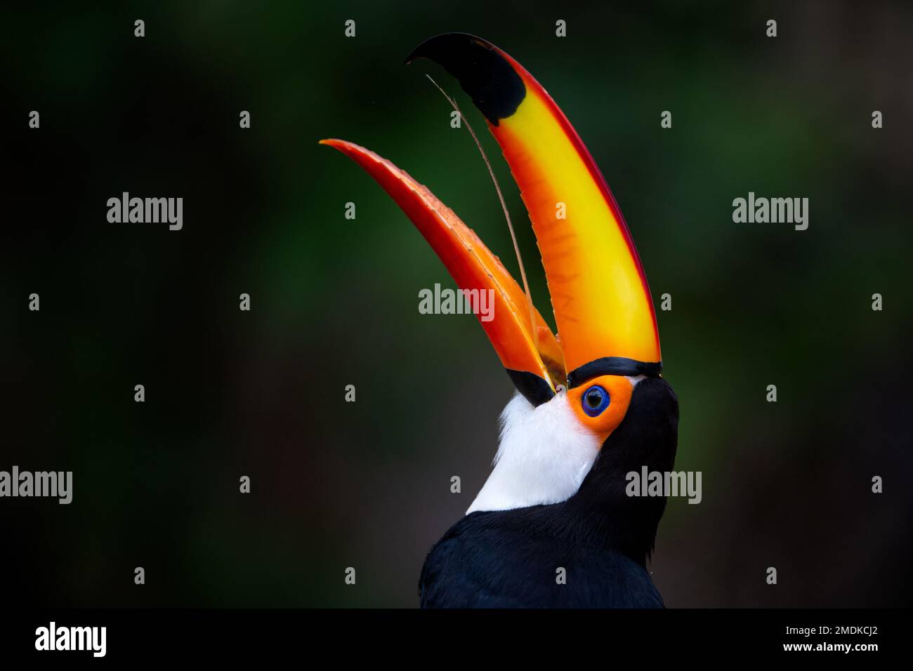 Portrait d'un toucan Toco / toucan commun / toucan géant (Ramphastos toco) fond clair et gros plan - Pantanal, Mata Grosso, Poconé, Brésil Banque D'Images