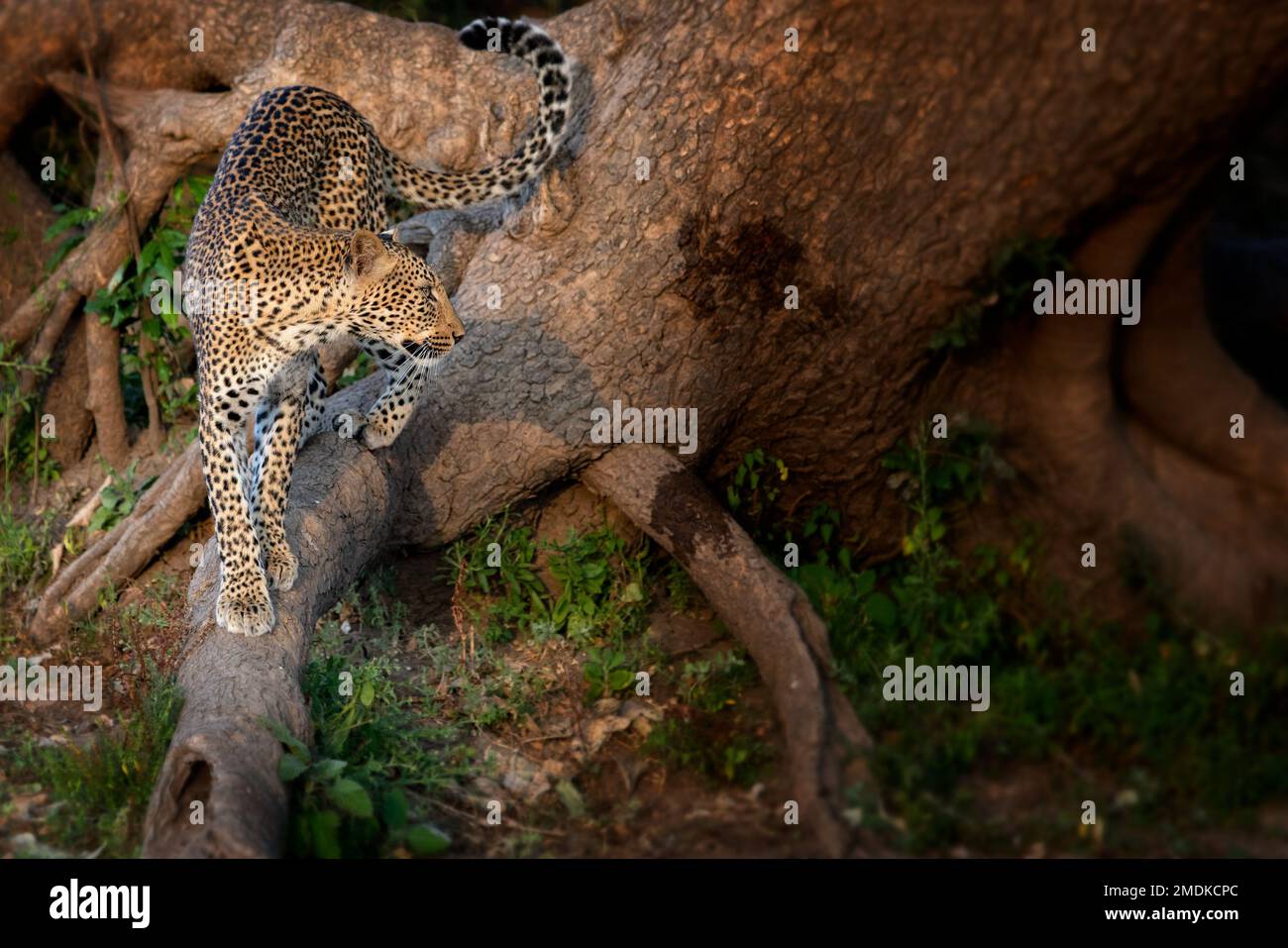 Une femelle léopard marque son territoire, belle pose sur une racine d'arbre - South Luangwa National Park, Zambie Banque D'Images