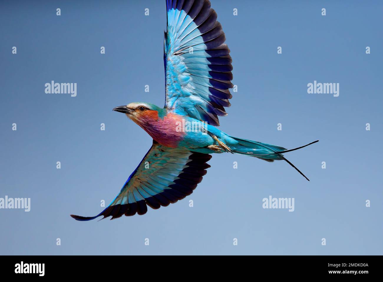 Rouleau à lilas (Coracias caudatus) volant - delta d'Okavango, Kwara, Botswana, Afrique. Banque D'Images