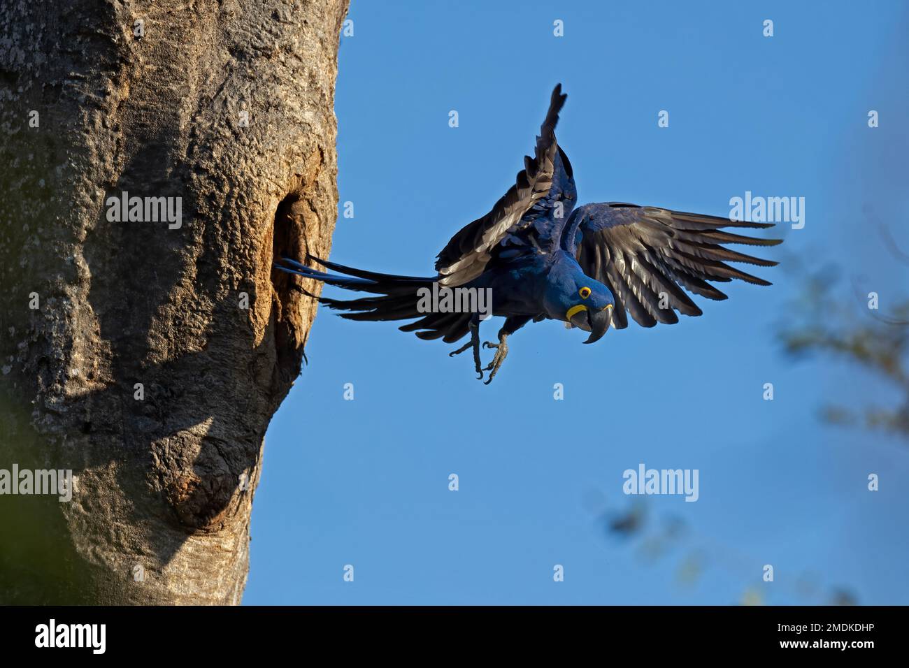 Jacinthes Macaw (Anodorhynchus hyacinthinus) sortant du nid, cavité du nid d'arbre, Pantanal, Brésil, Amérique du Sud Banque D'Images
