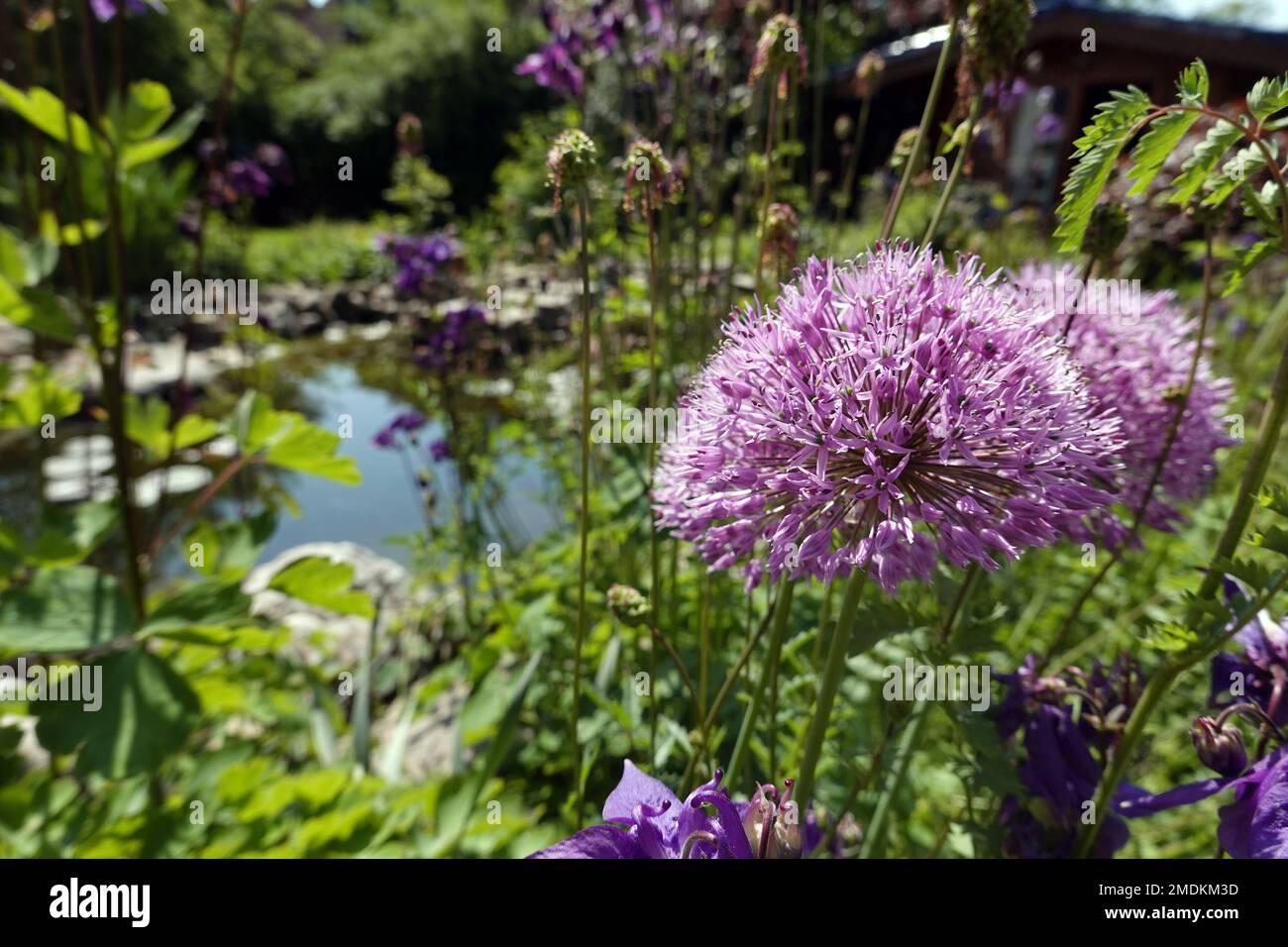 Étoile de Perse, oignon ornemental (Allium christophii), plante florissante dans un jardin à un étang de jardin, Allemagne Banque D'Images Étoile de Perse, oignon ornemental (Allium christophii), plante florissante dans un jardin à un étang de jardin, Allemagne Banque D'Images