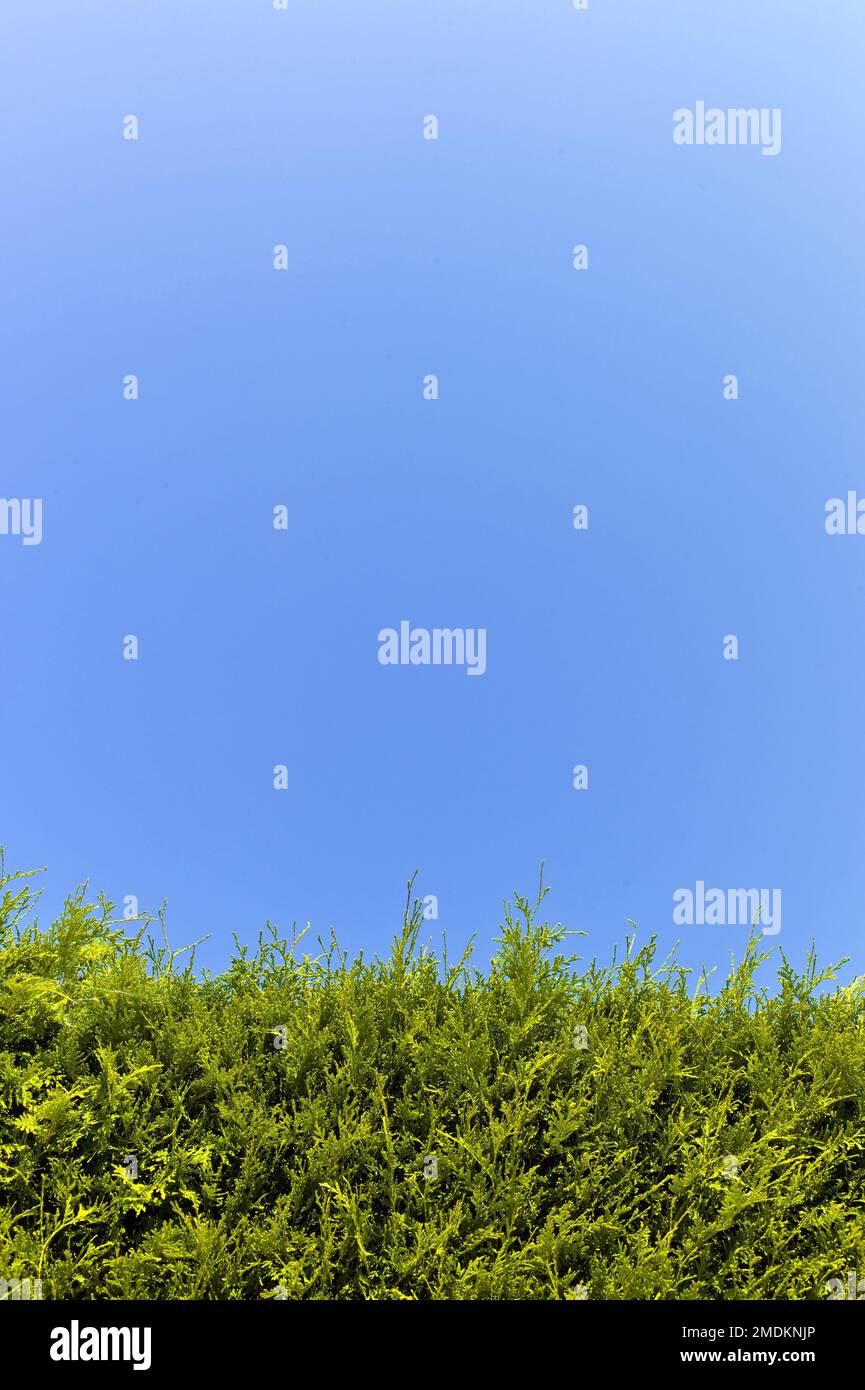 Thuja haie contre le ciel bleu Banque D'Images