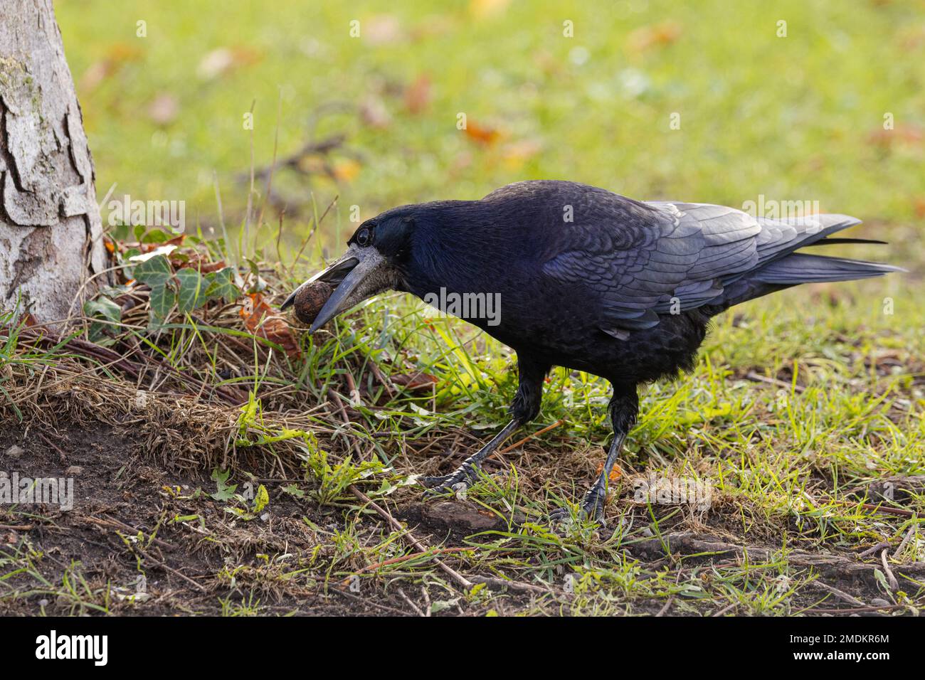 rook (Corvus frugilegus), cachant une noix comme réservoir d'hiver, Allemagne, Bavière Banque D'Images